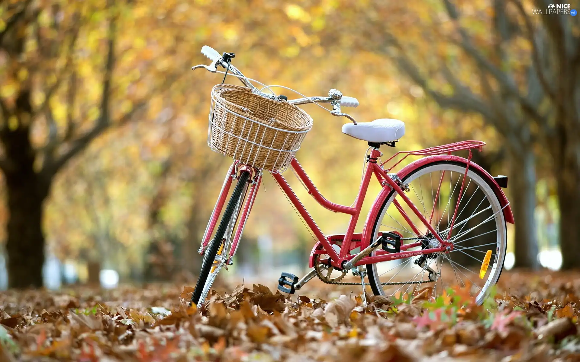 Bike, Leaf, autumn, Park
