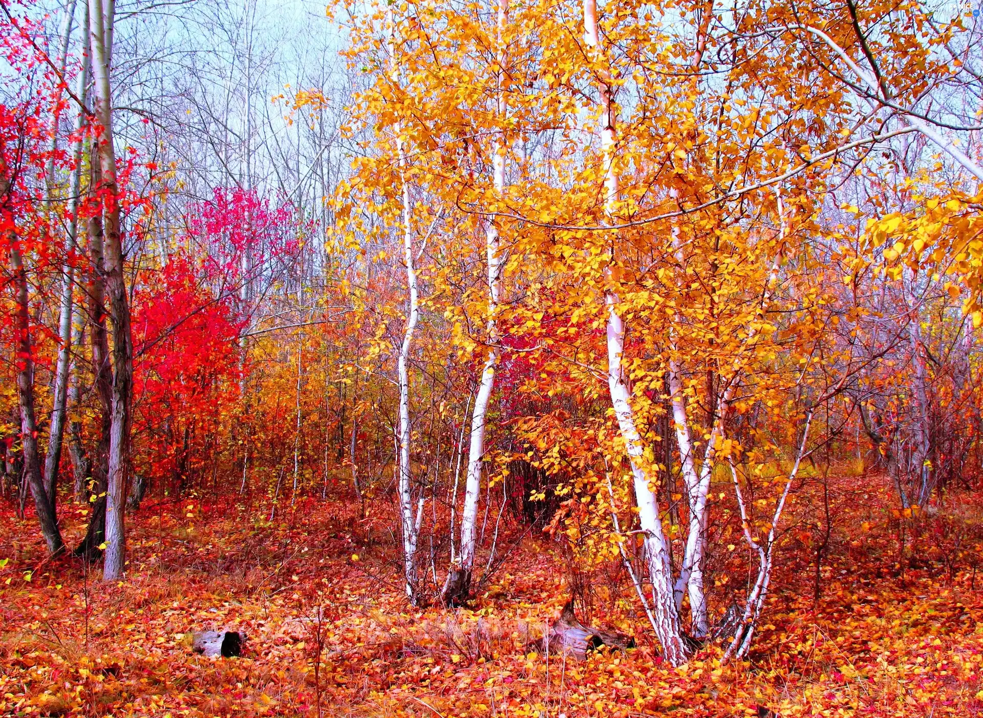 autumn, forest, birch