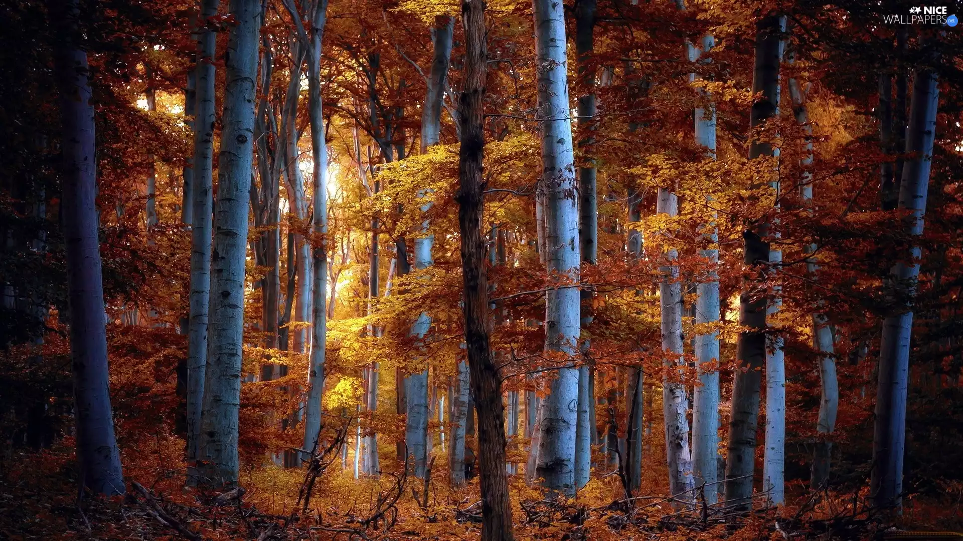 autumn, forest, birch