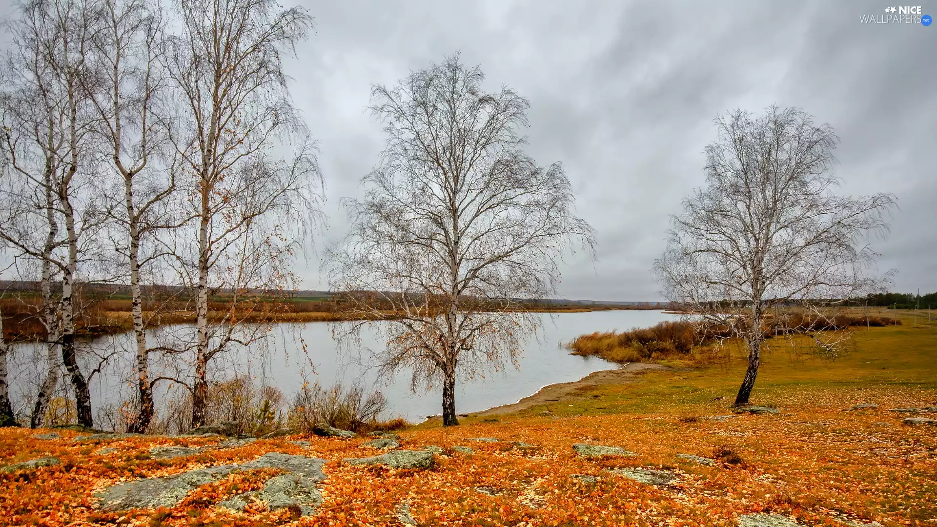 viewes, autumn, birch, trees, lake