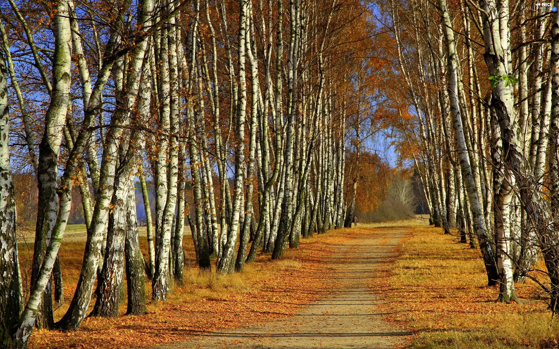 autumn, Way, birch