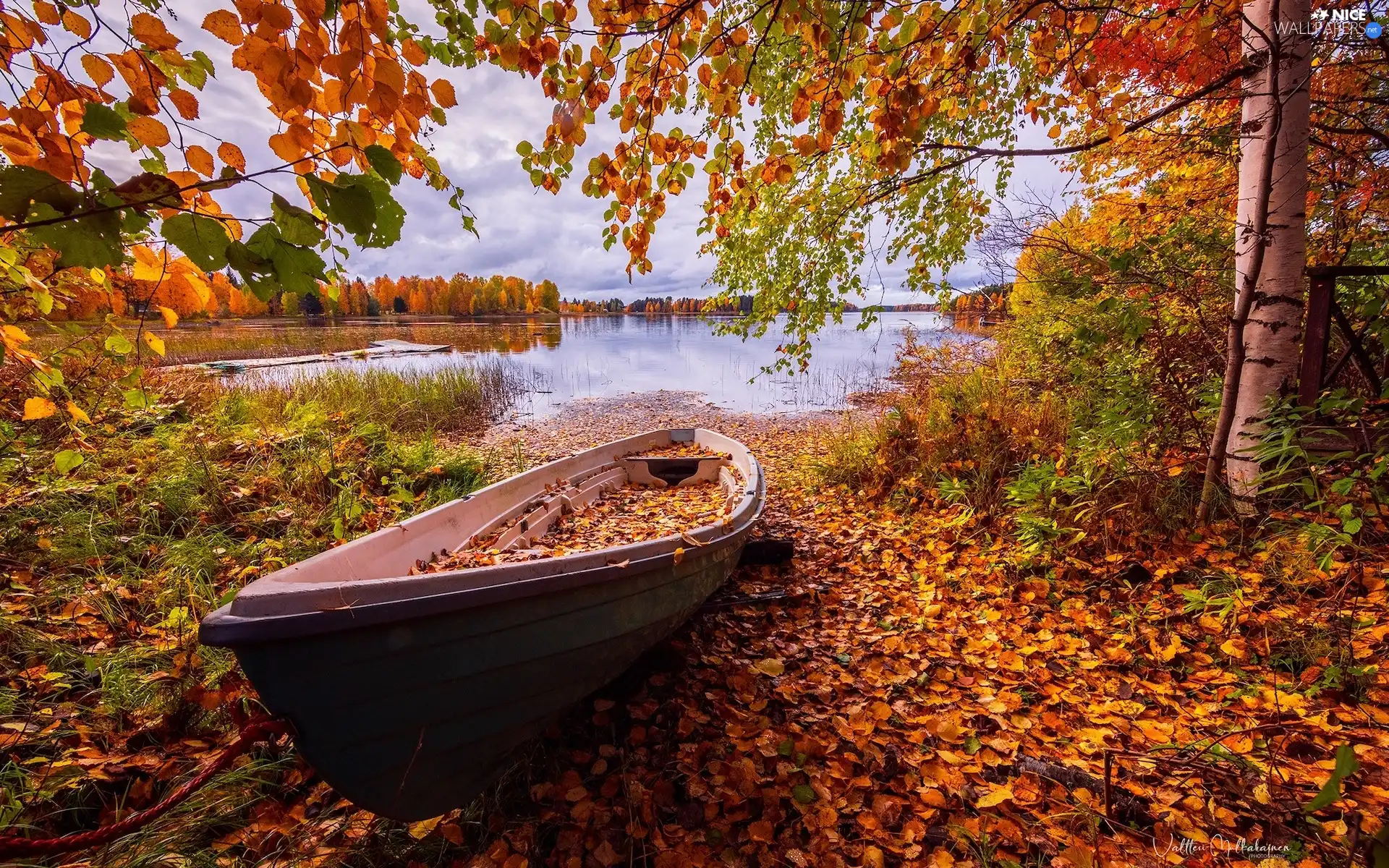 trees, lake, Leaf, autumn, viewes, Boat