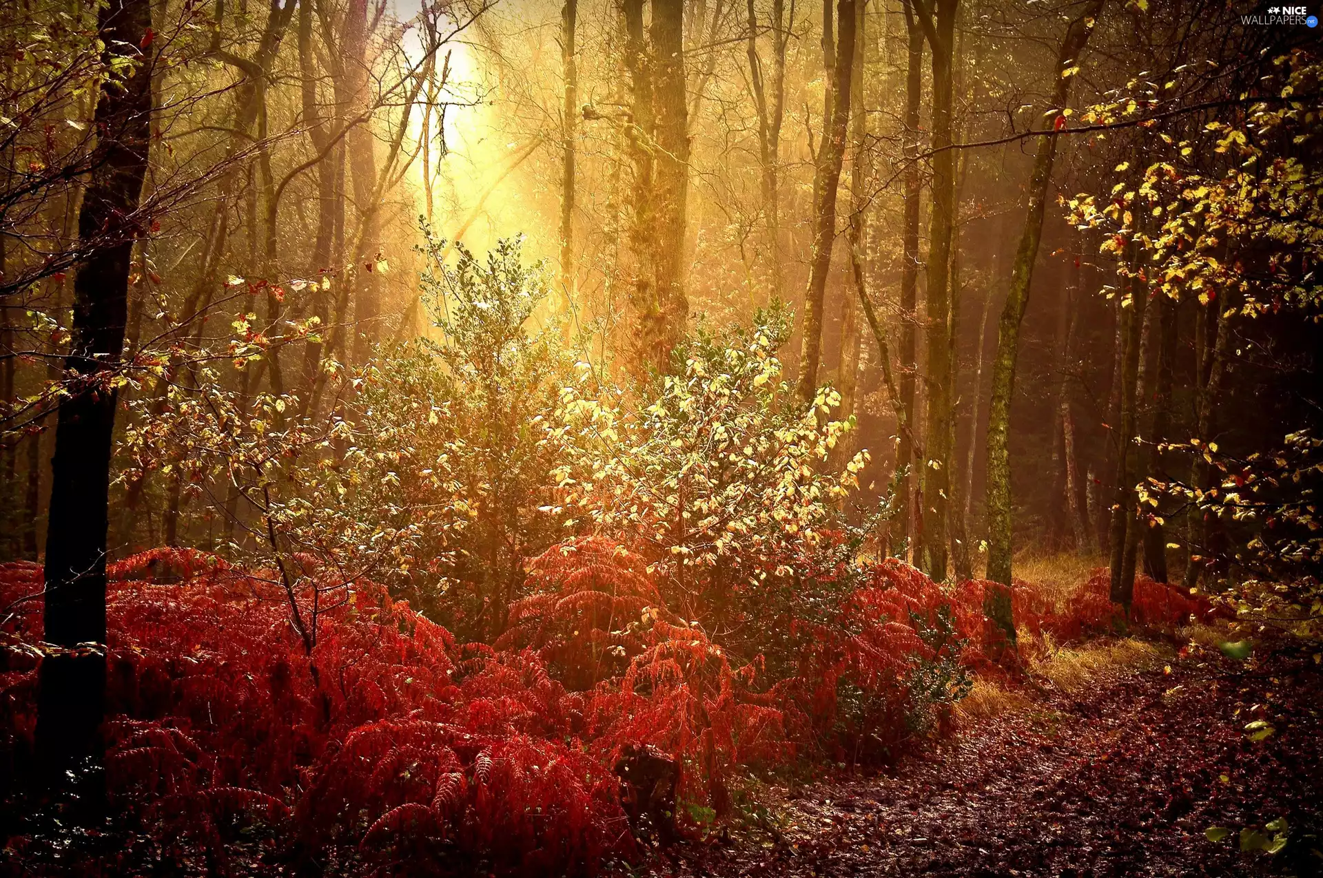 sun, light breaking through sky, forest, rays, autumn