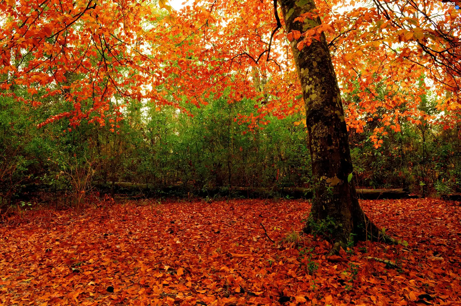 autumn, trees, Bush