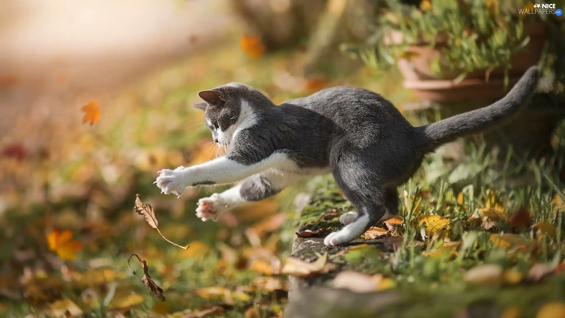 cat, Leaf, play, Autumn