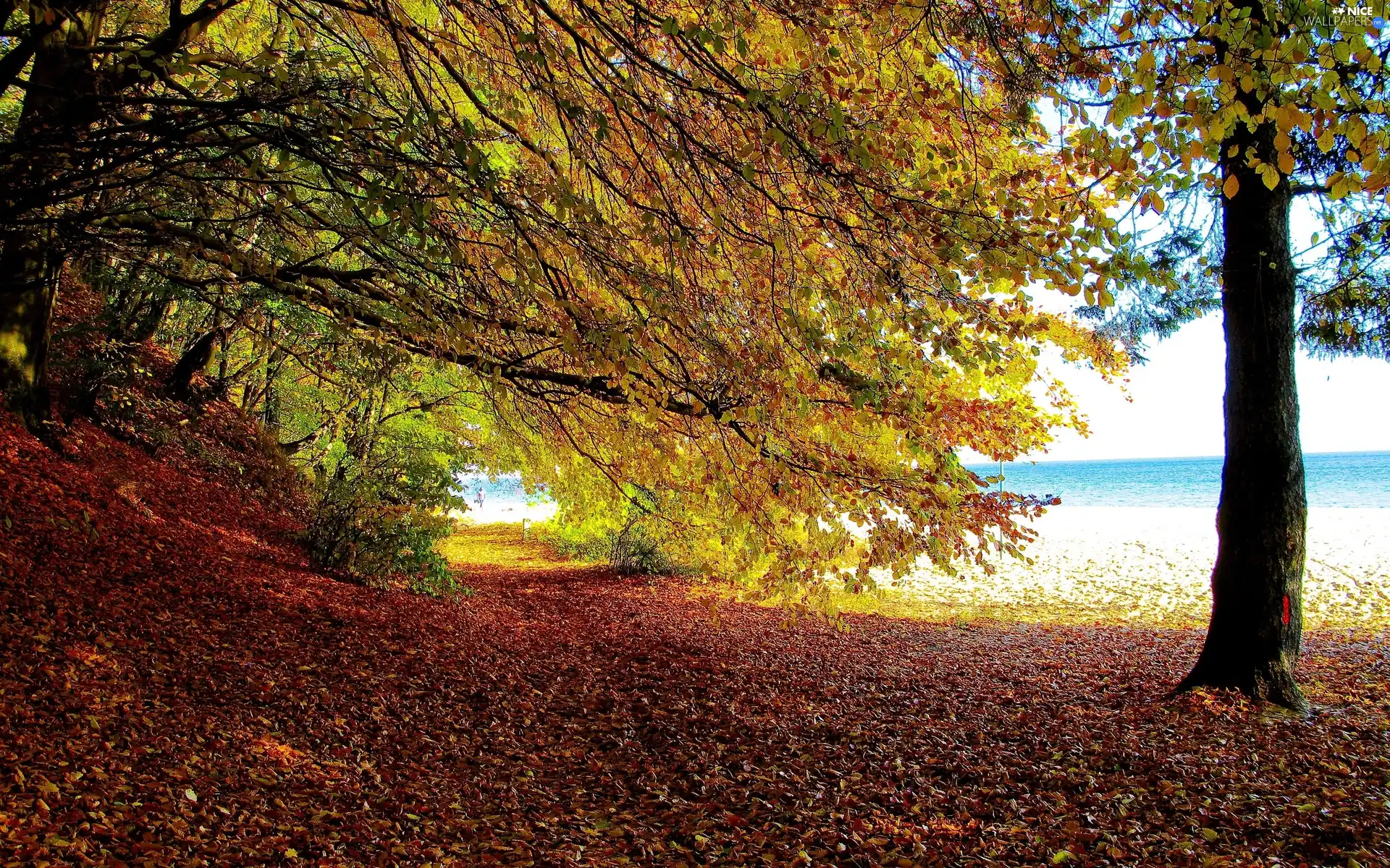 Coast, viewes, autumn, trees