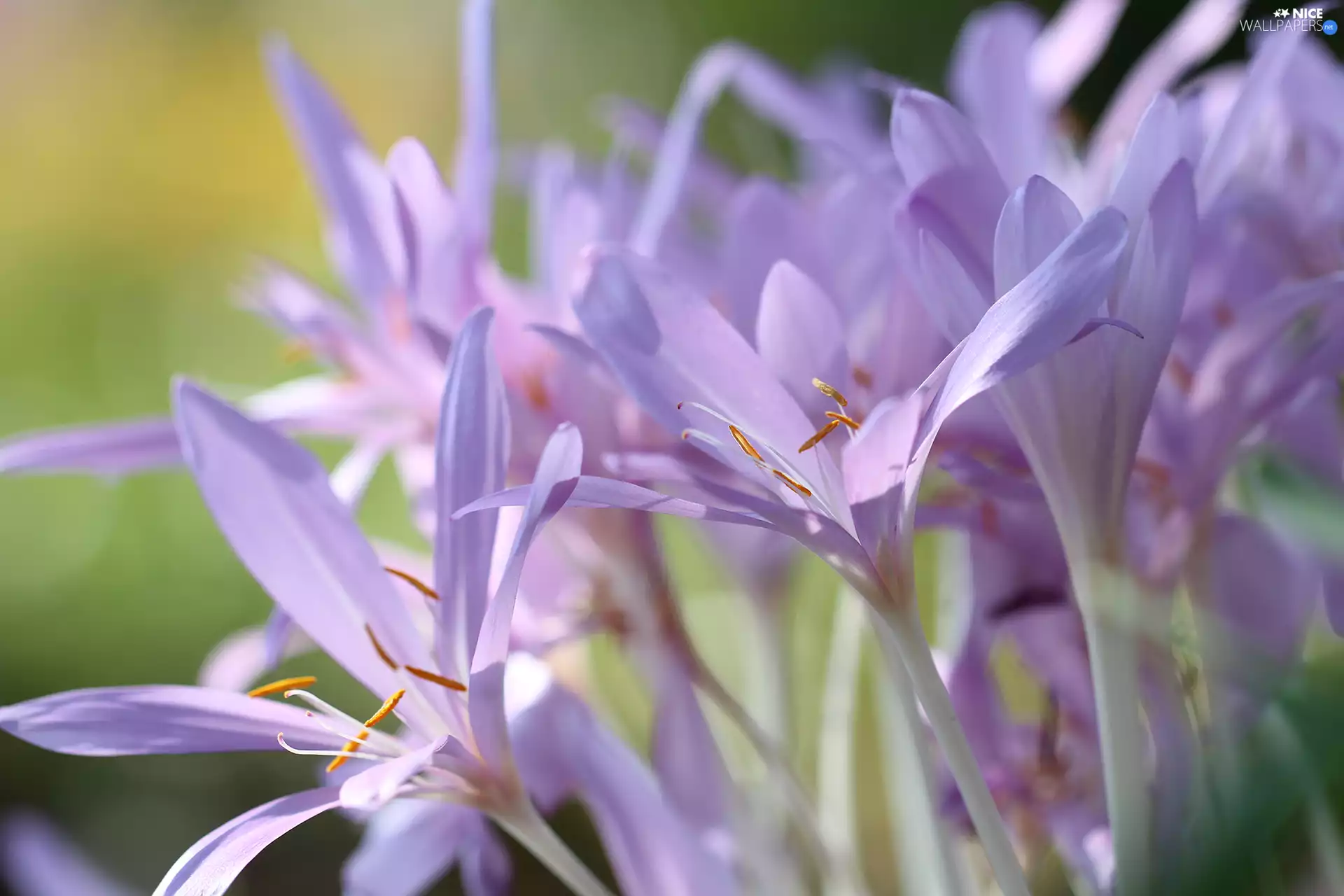 colchicums, crocuses, Flowers, Autumn