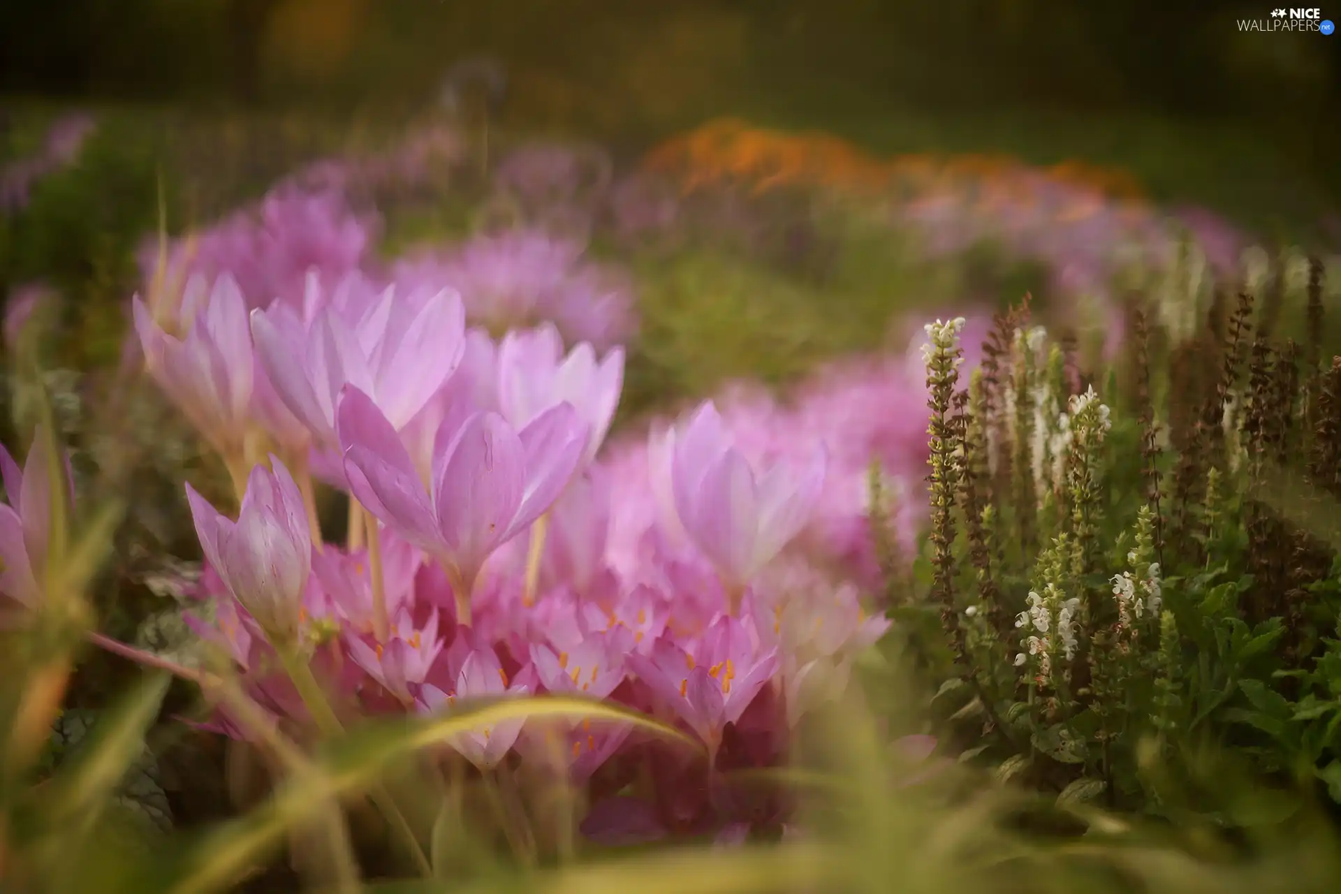 colchicums, Flowers, rapprochement, Autumn