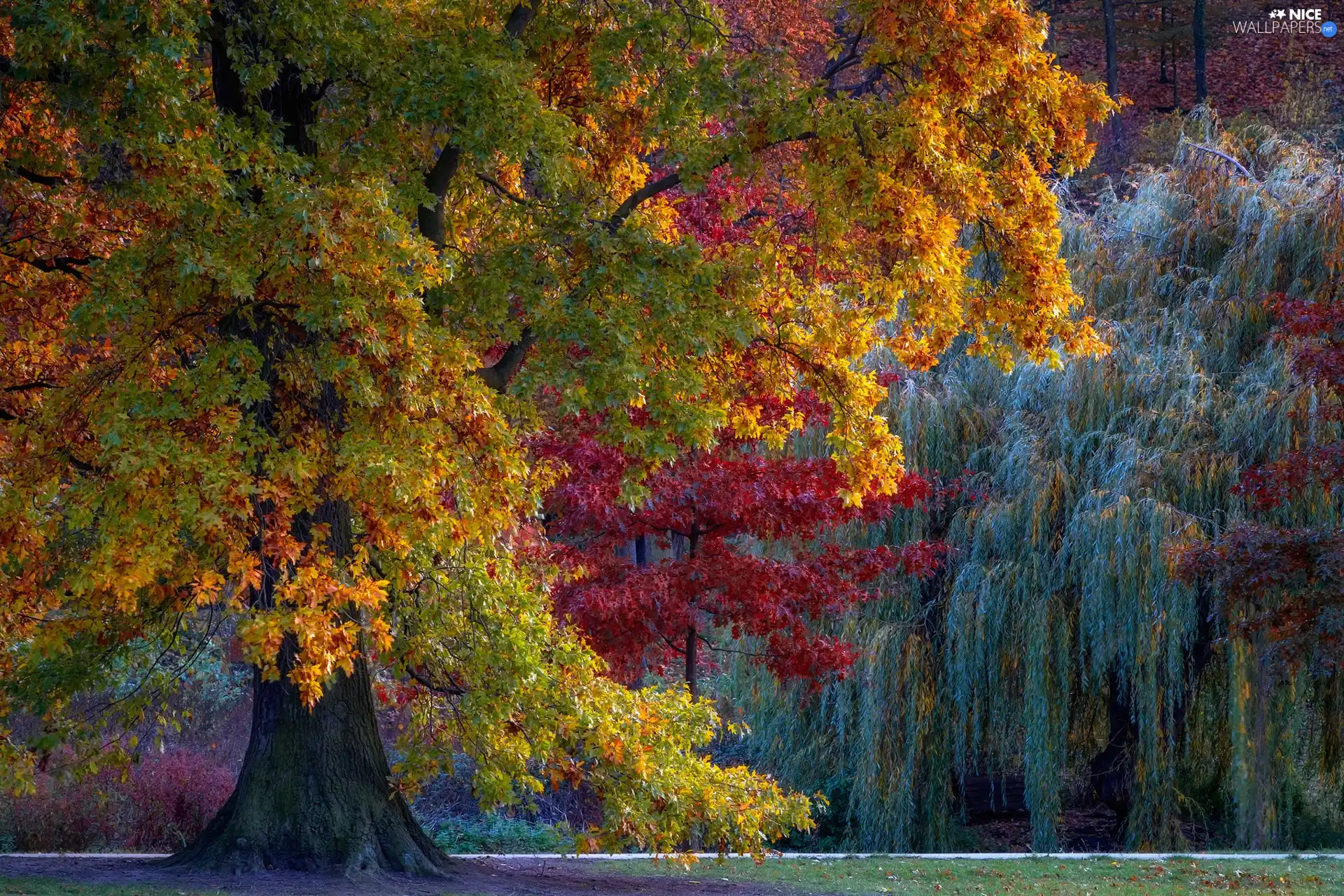 color, trees, viewes, Autumn