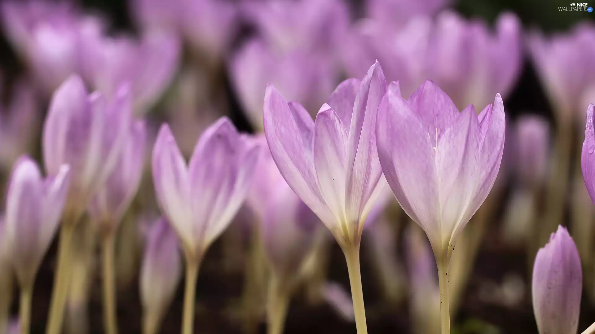 Autumn Crocus