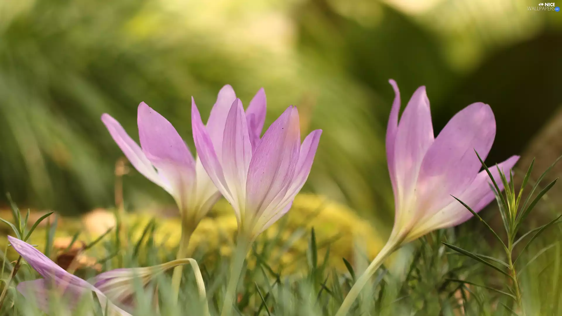 Autumn Crocus