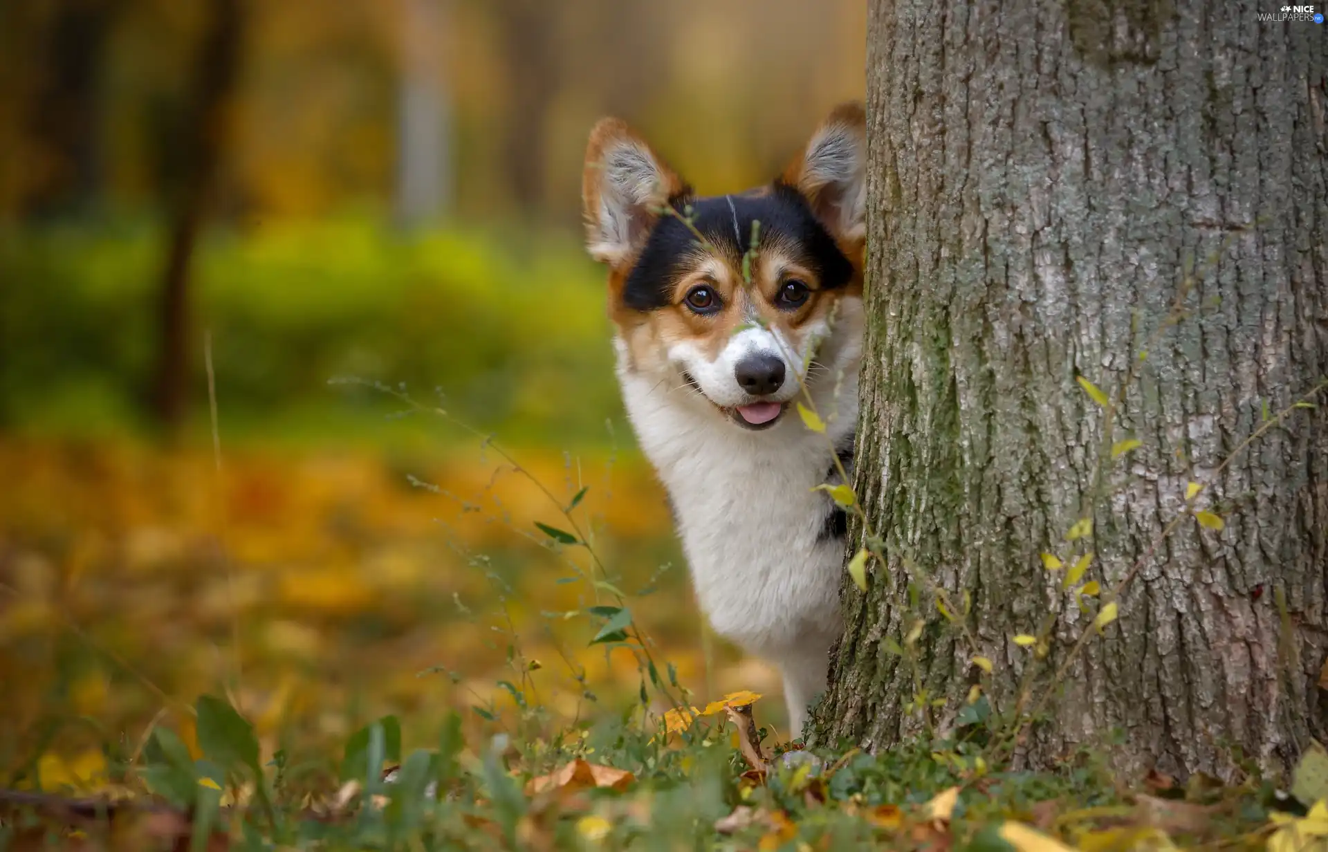 doggy, trees, autumn, muzzle