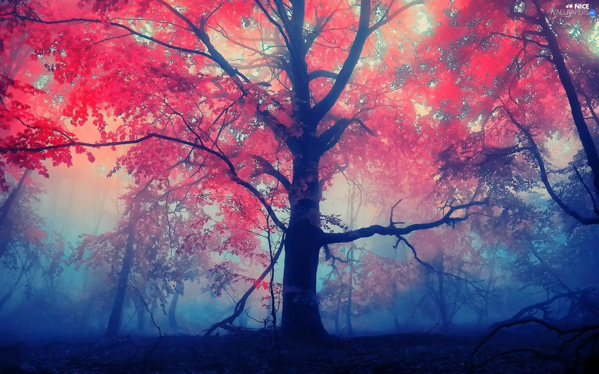 autumn, trees, Fog