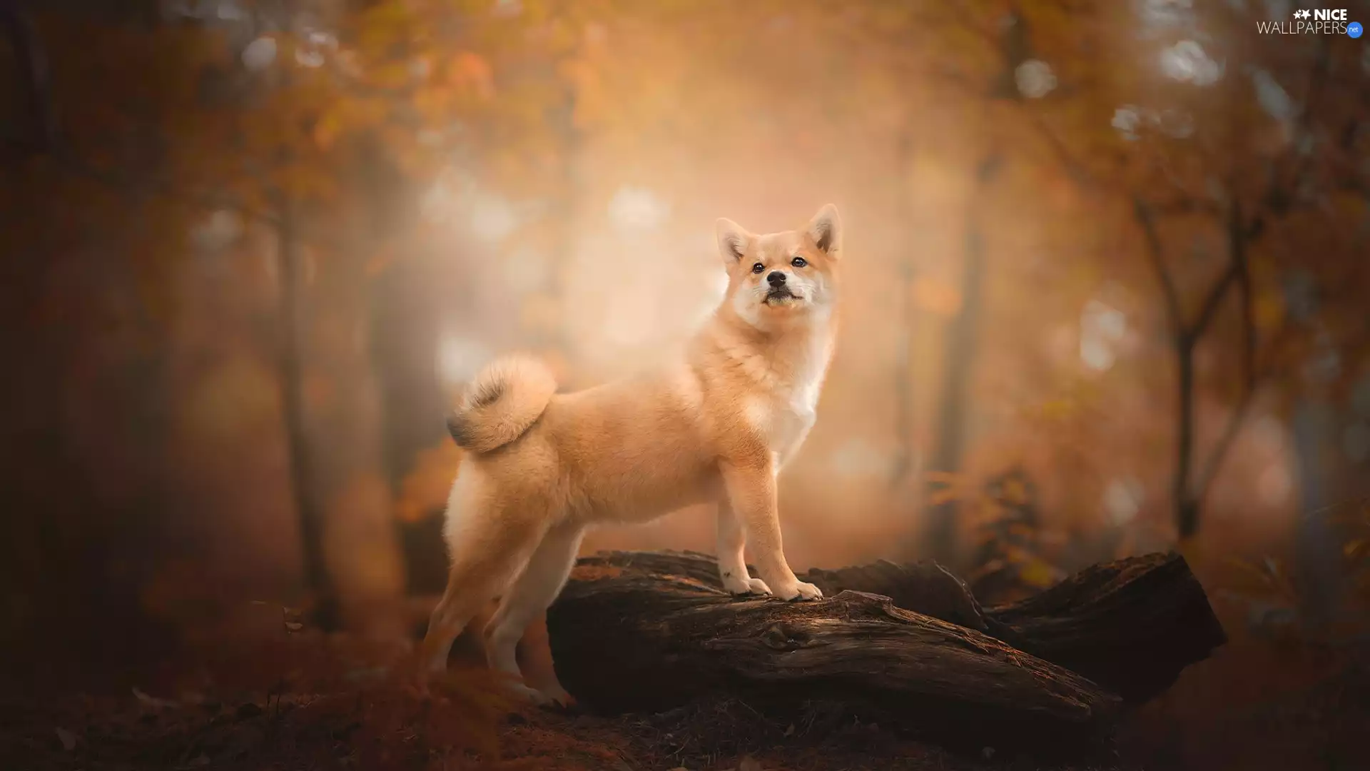 dog, autumn, forest, Shiba inu