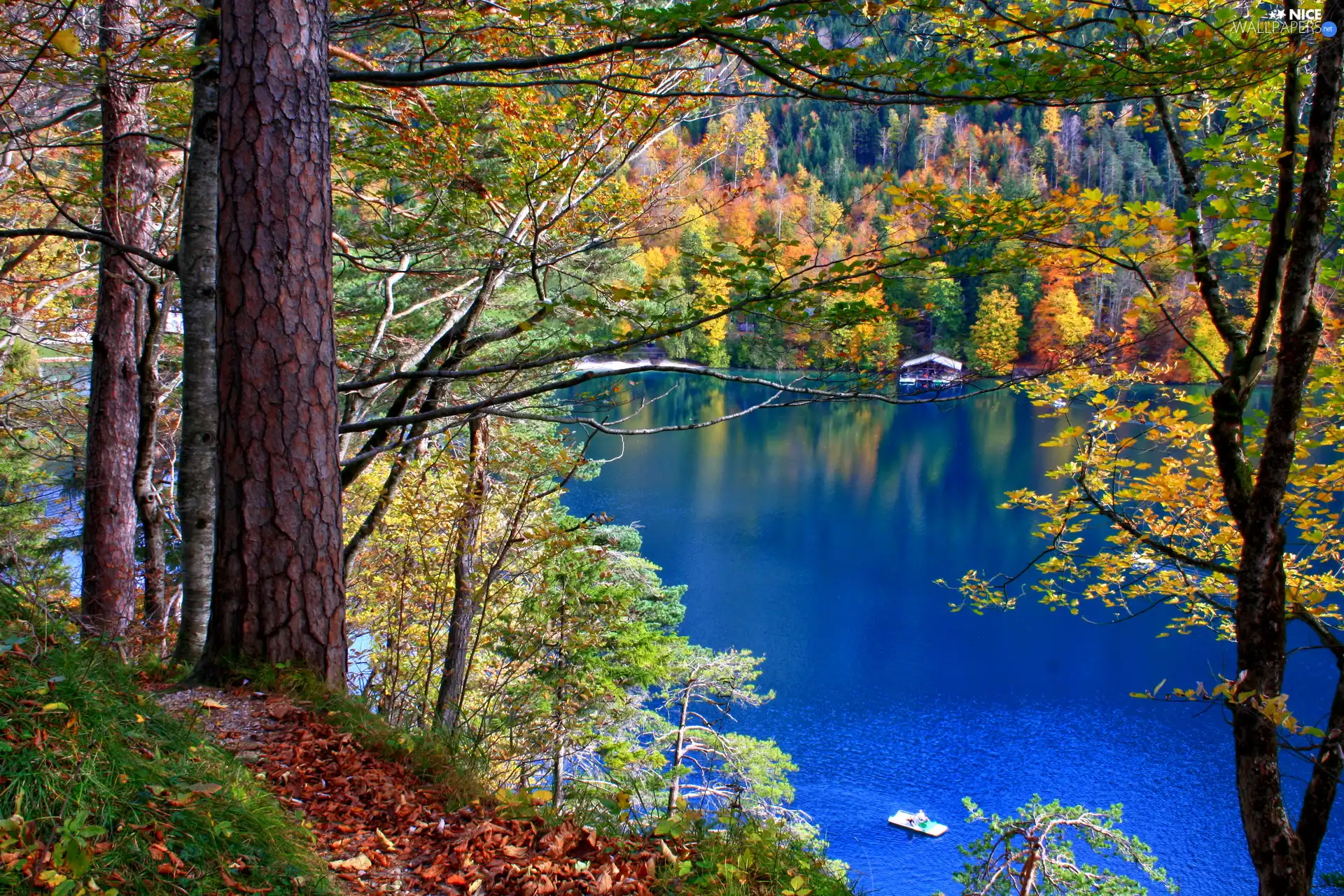 autumn, lake, forest