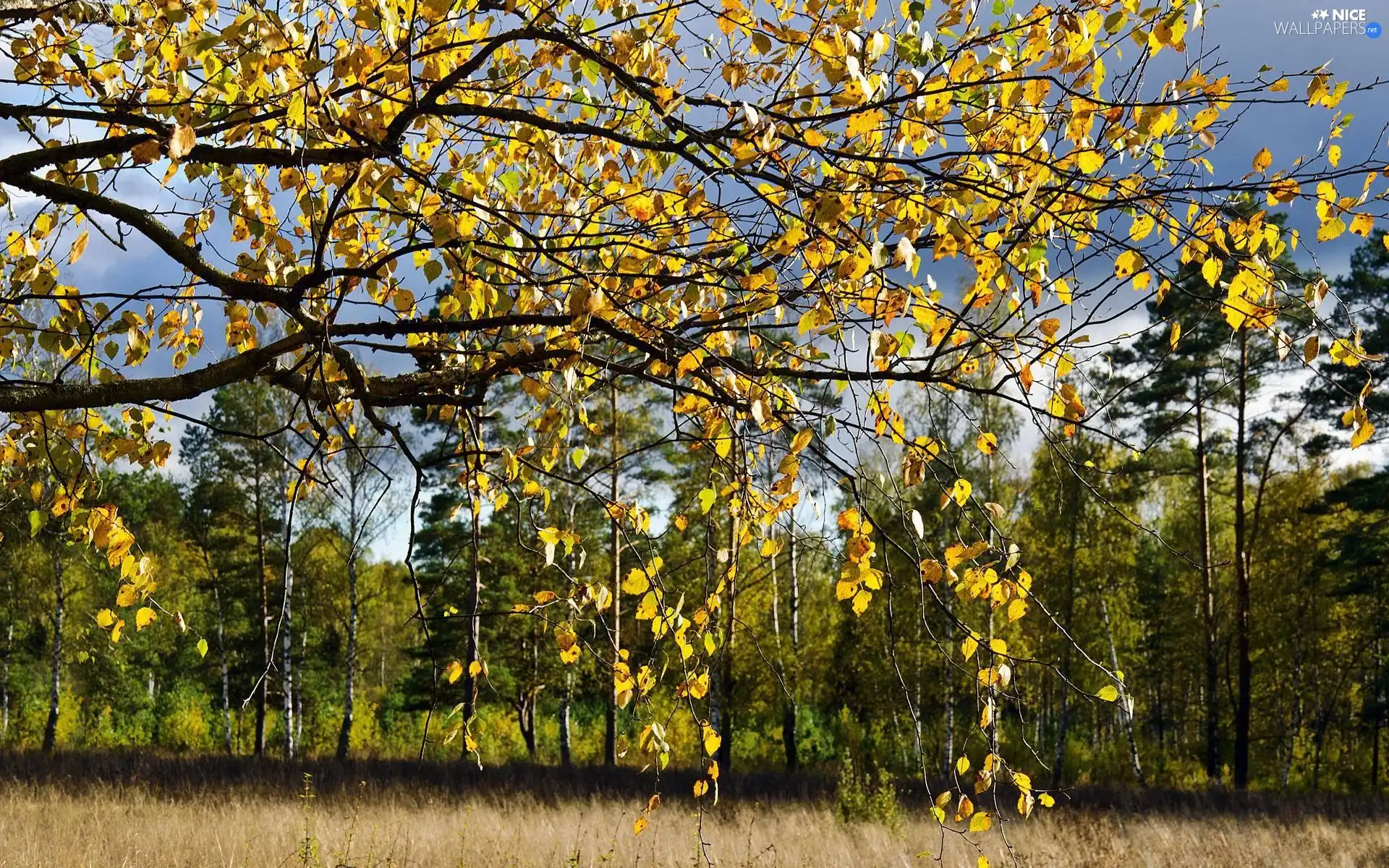 forest, Leaf, autumn, birch