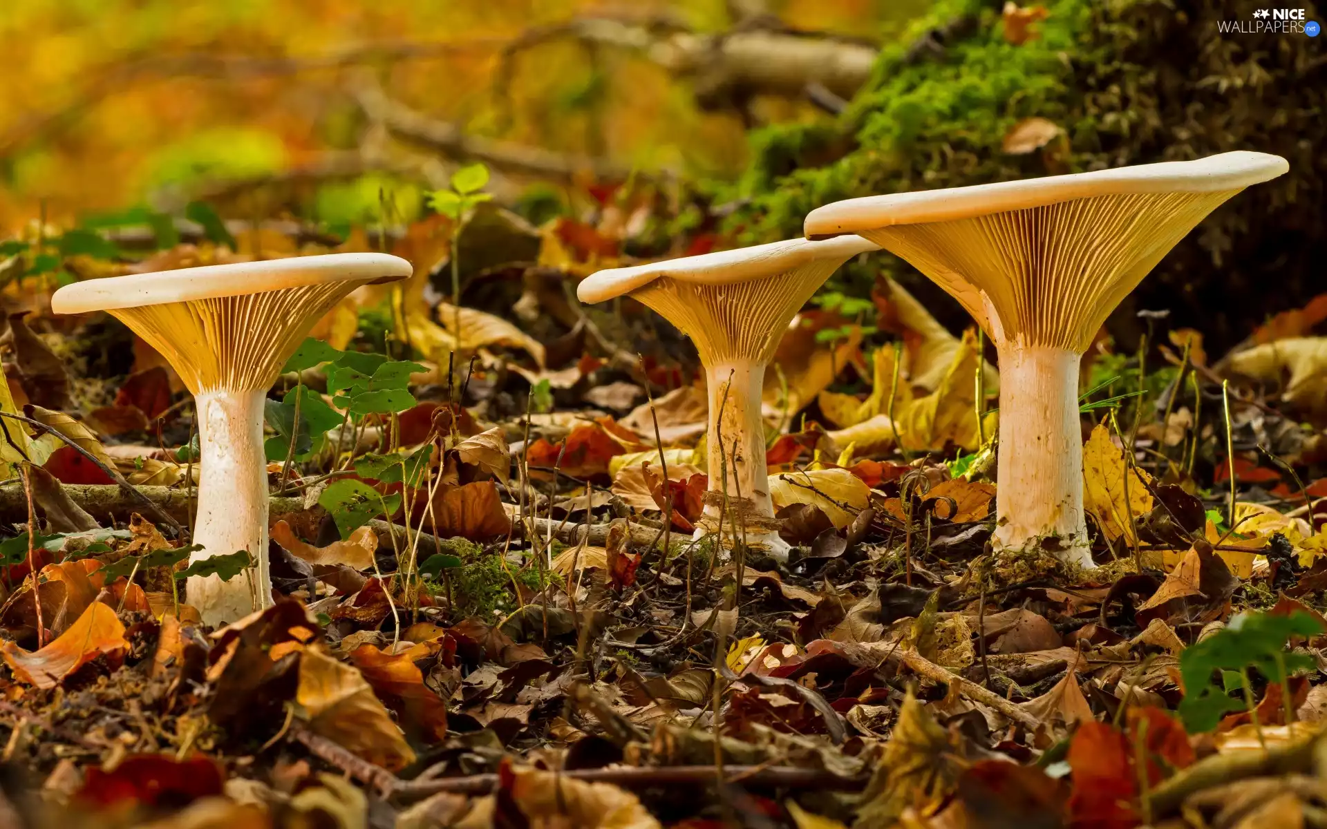 forest, mushrooms, Leaf, autumn