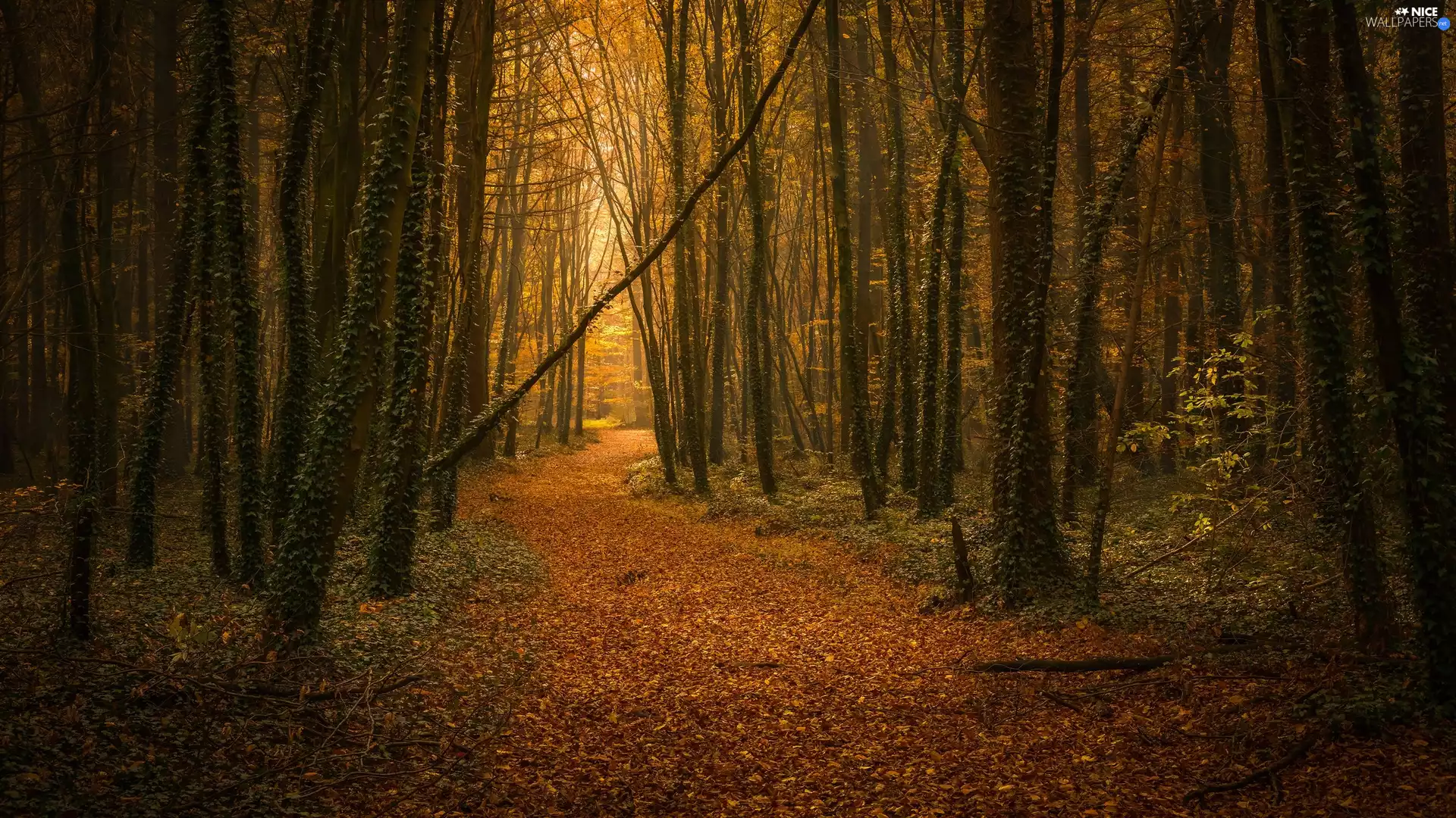 forest, Path, Leaf, autumn
