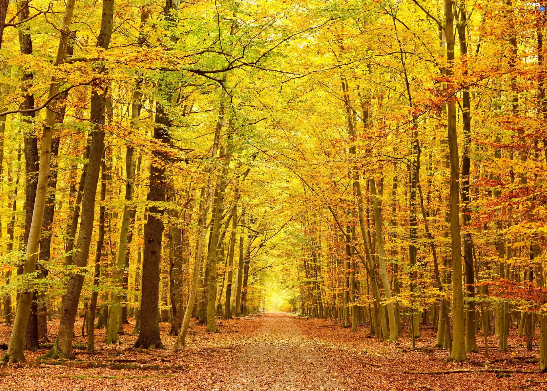 forest, Leaf, autumn, Way