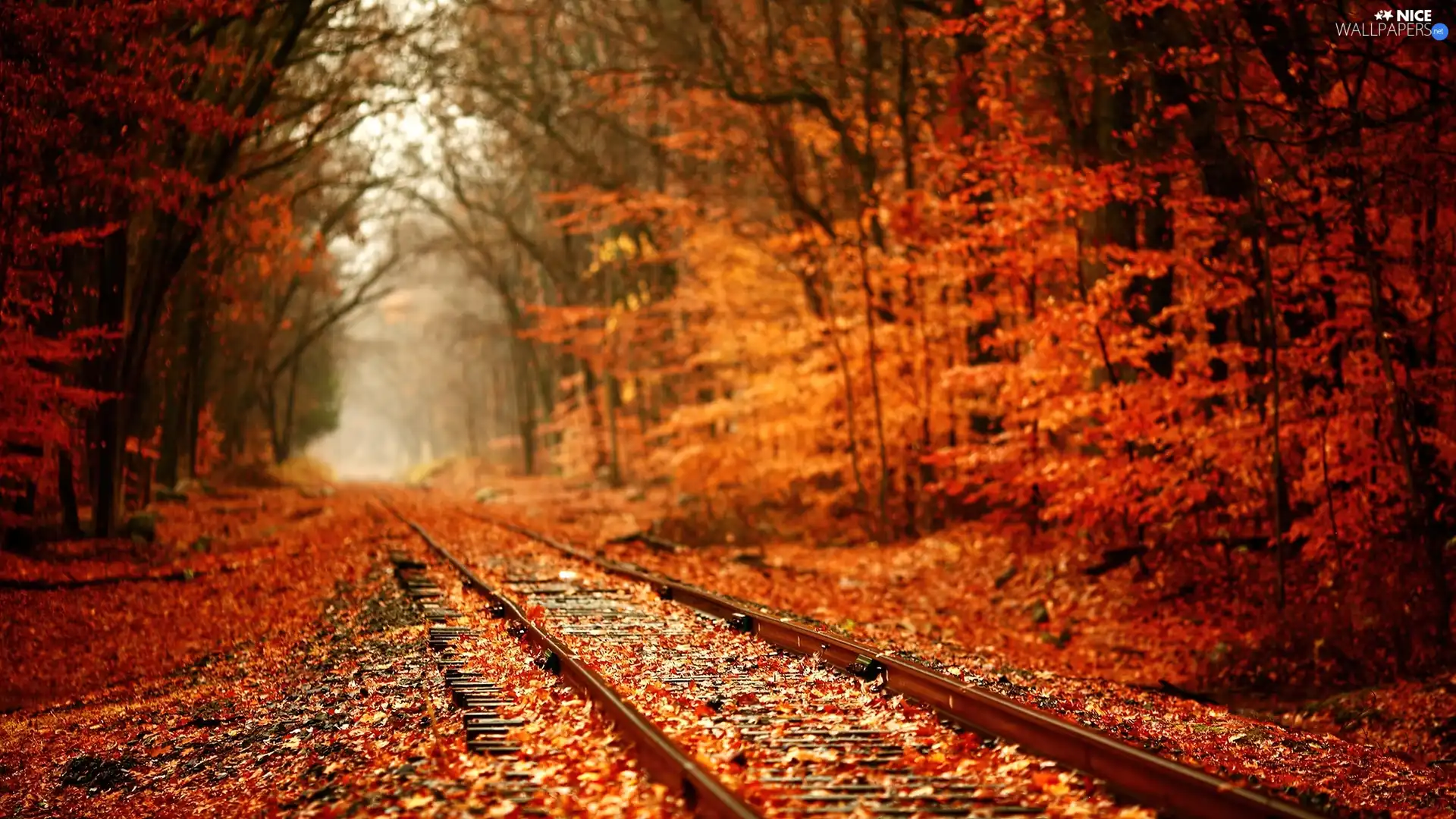 autumn, forest, ##, Leaf