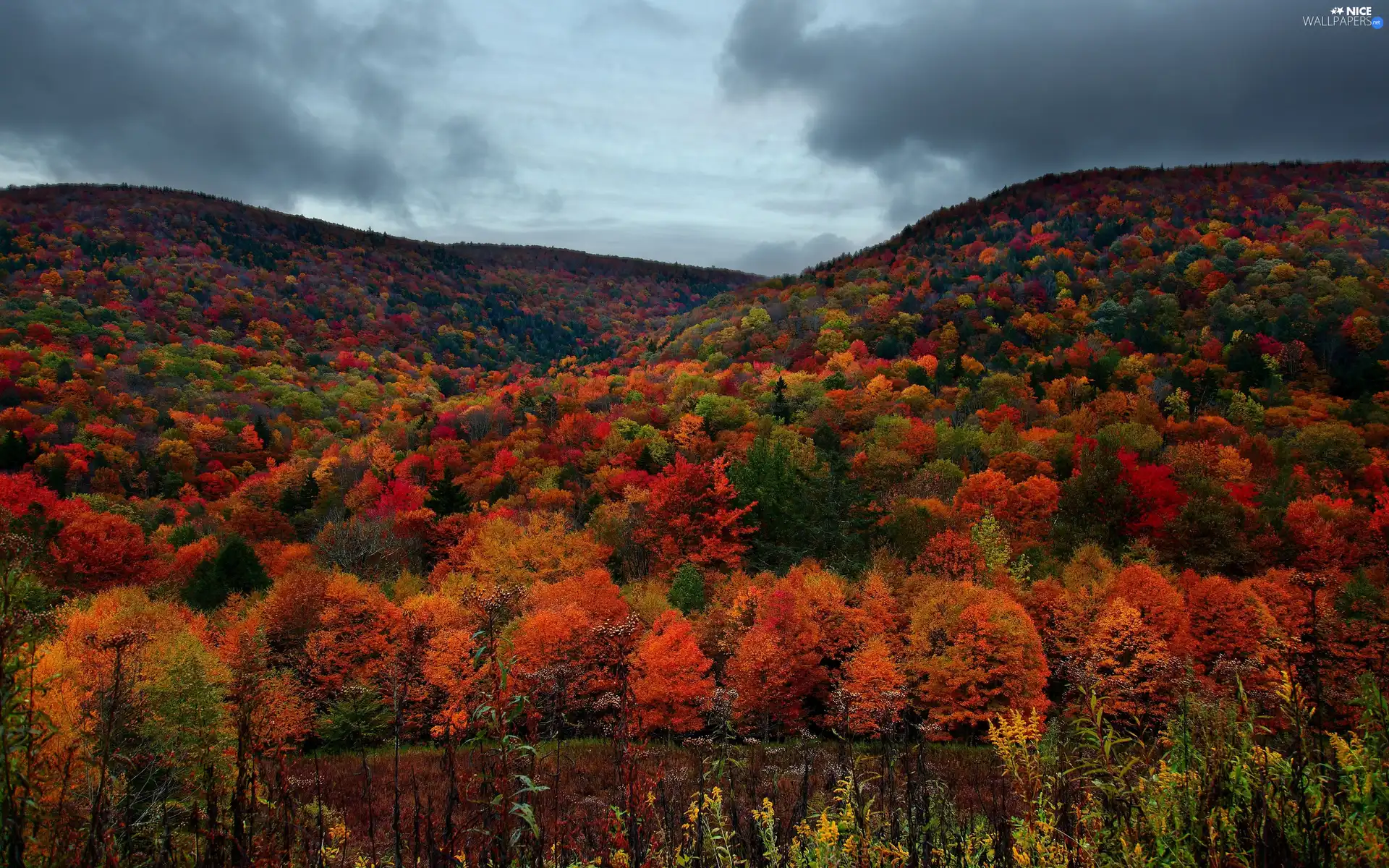 autumn, Mountains, forest