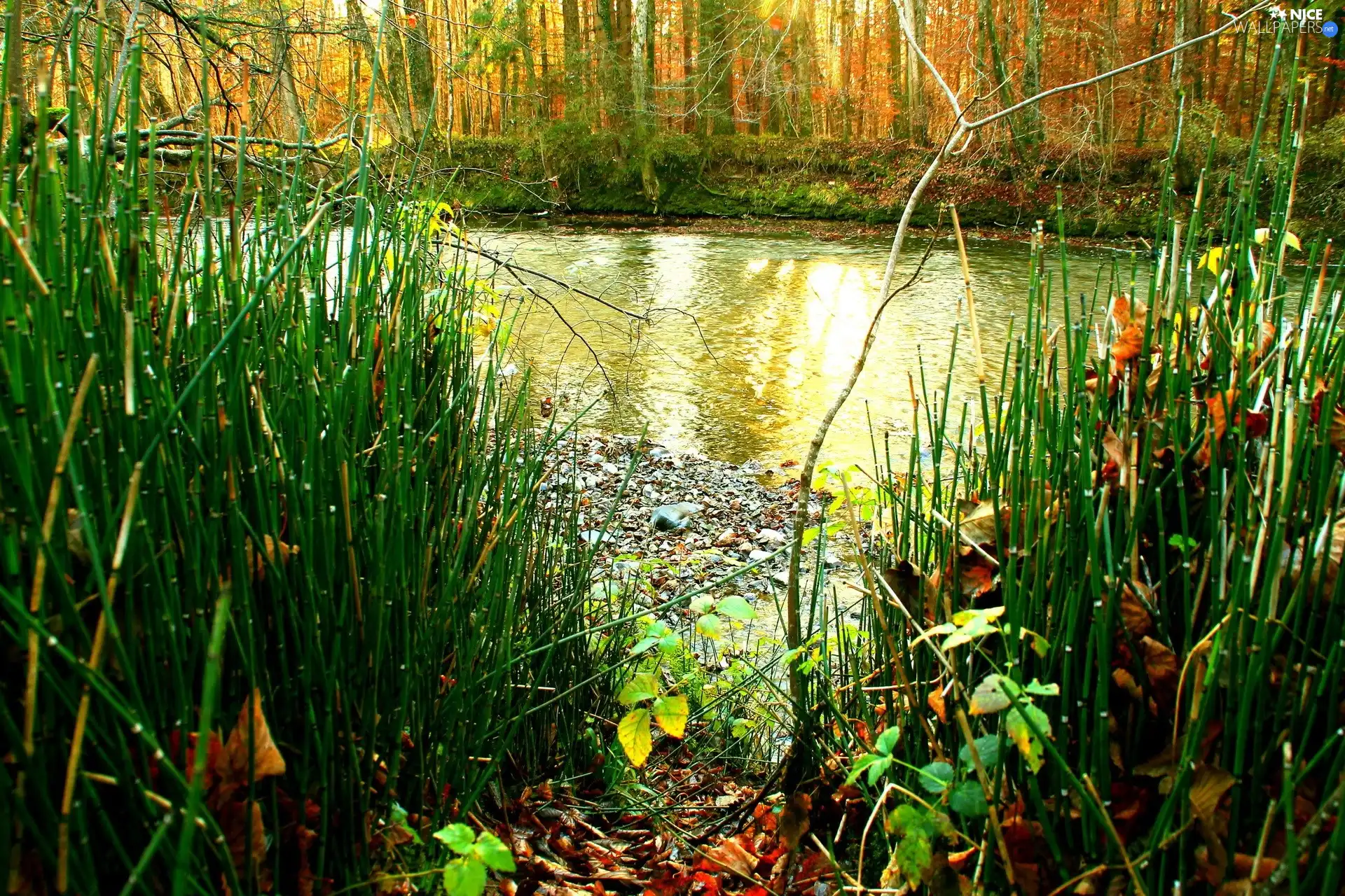 forest, Plants, autumn, River