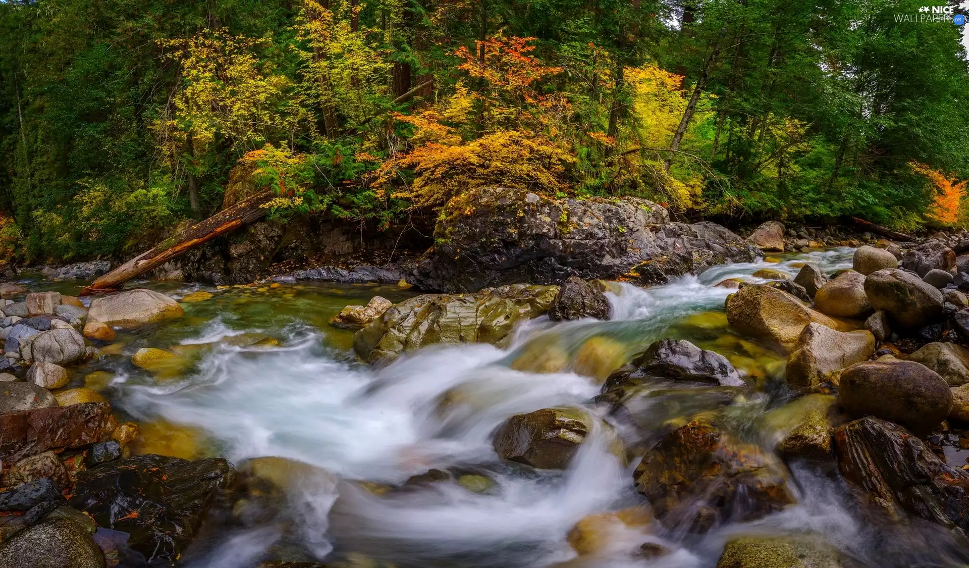 forest, River, Stones, autumn