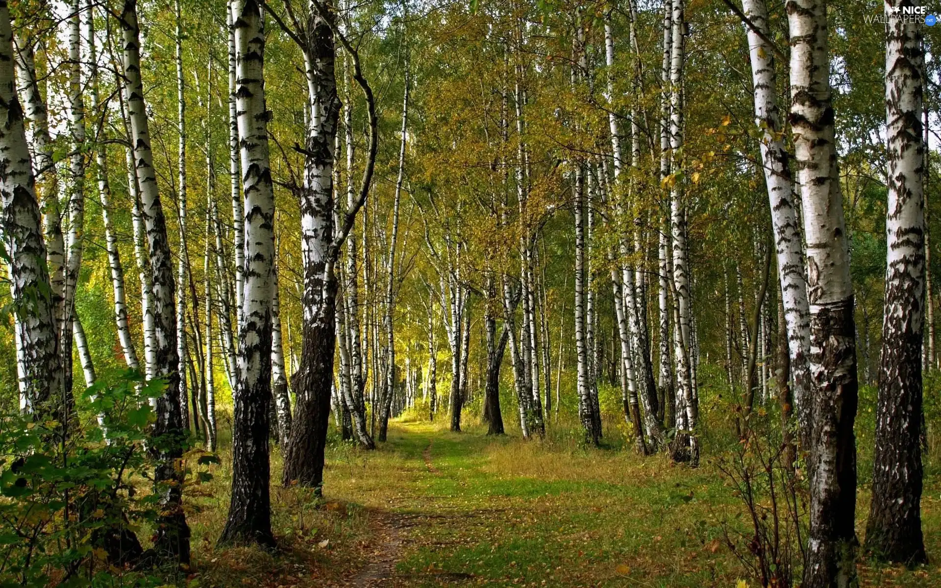 forest, Way, autumn, birch