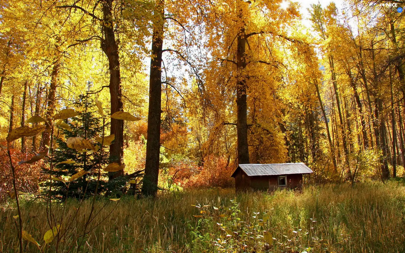 autumn, forest, Home