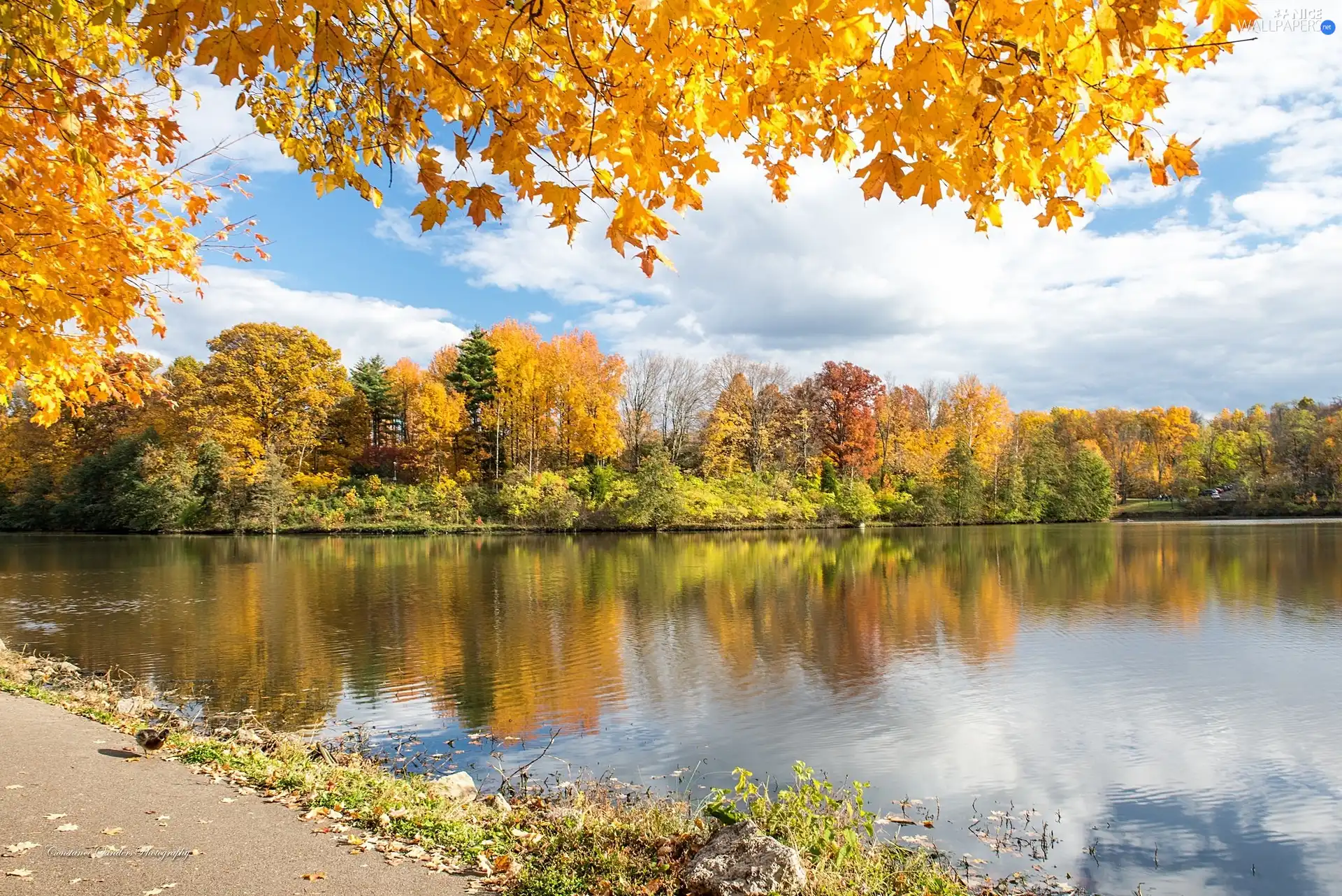 lake, viewes, autumn, trees