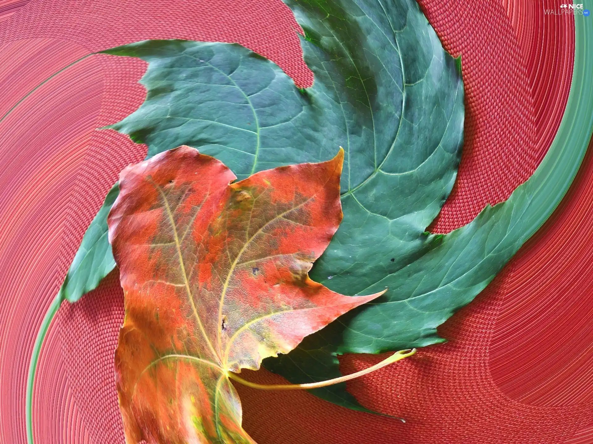 Leaf, Autumn