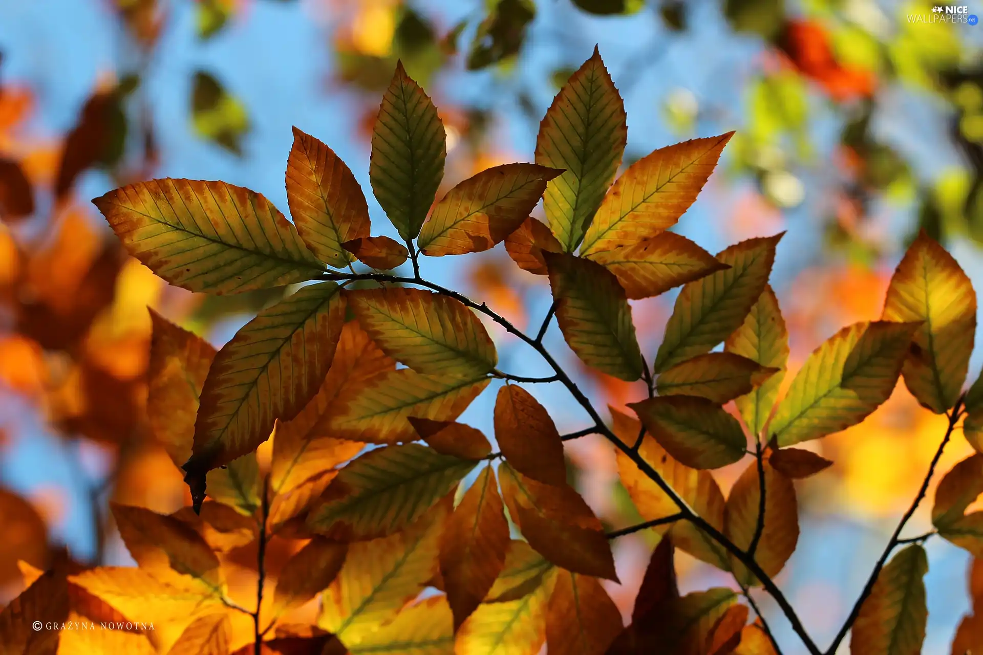 Leaf, Autumn