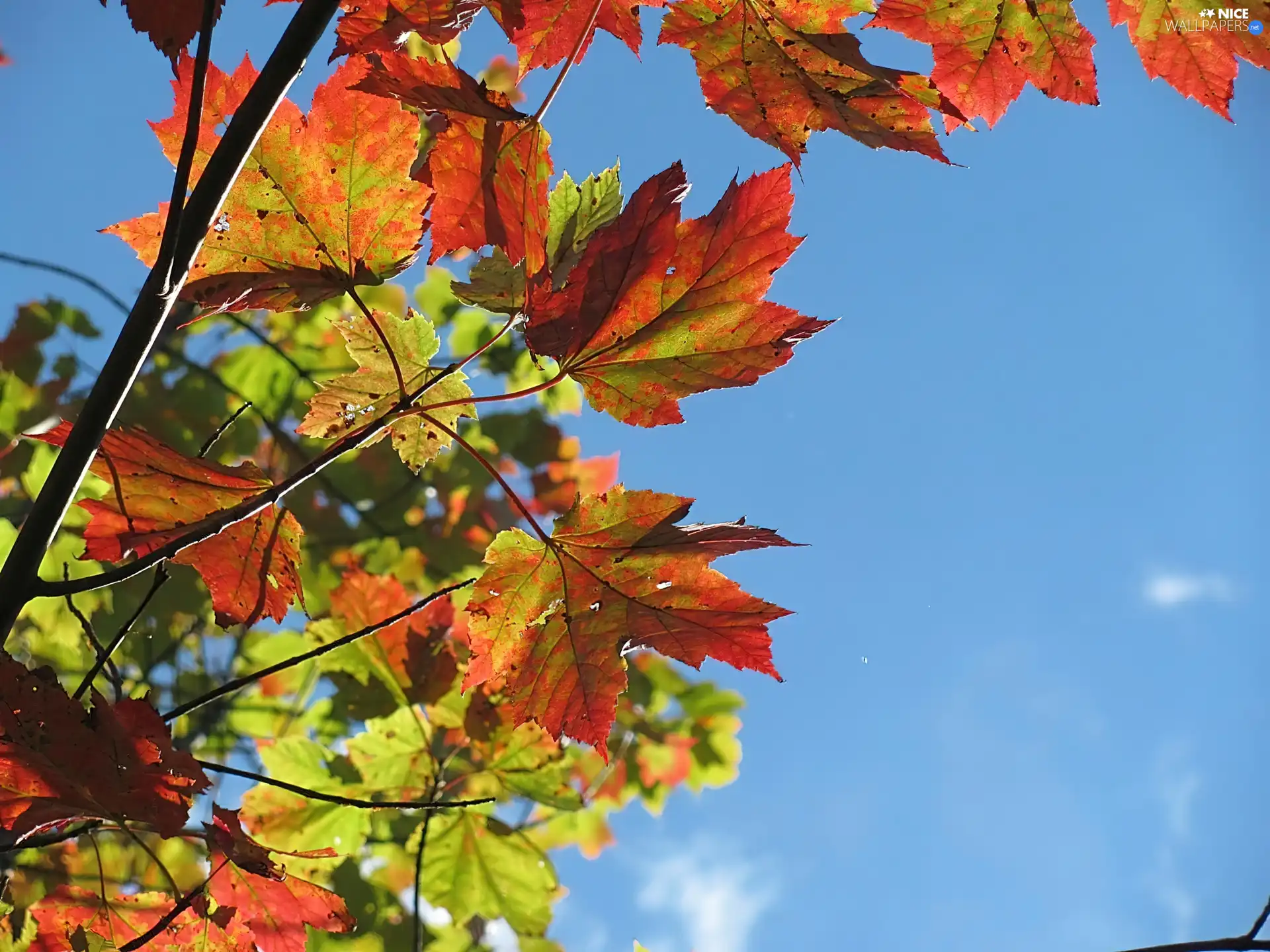 autumn, Autumn, Leaf