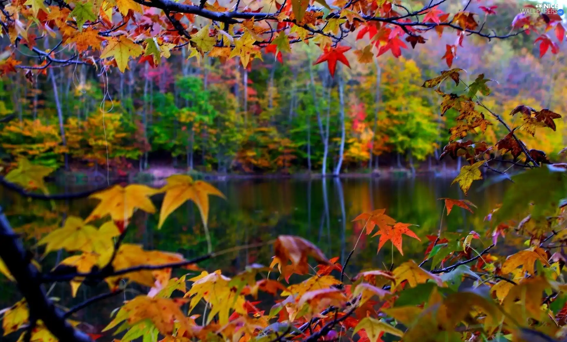 autumn, color, Leaf