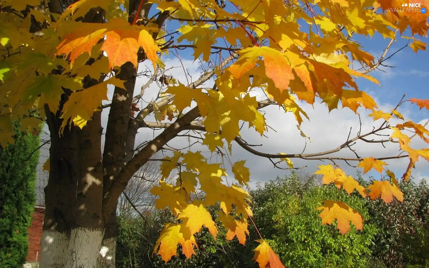 autumn, maple, Leaf