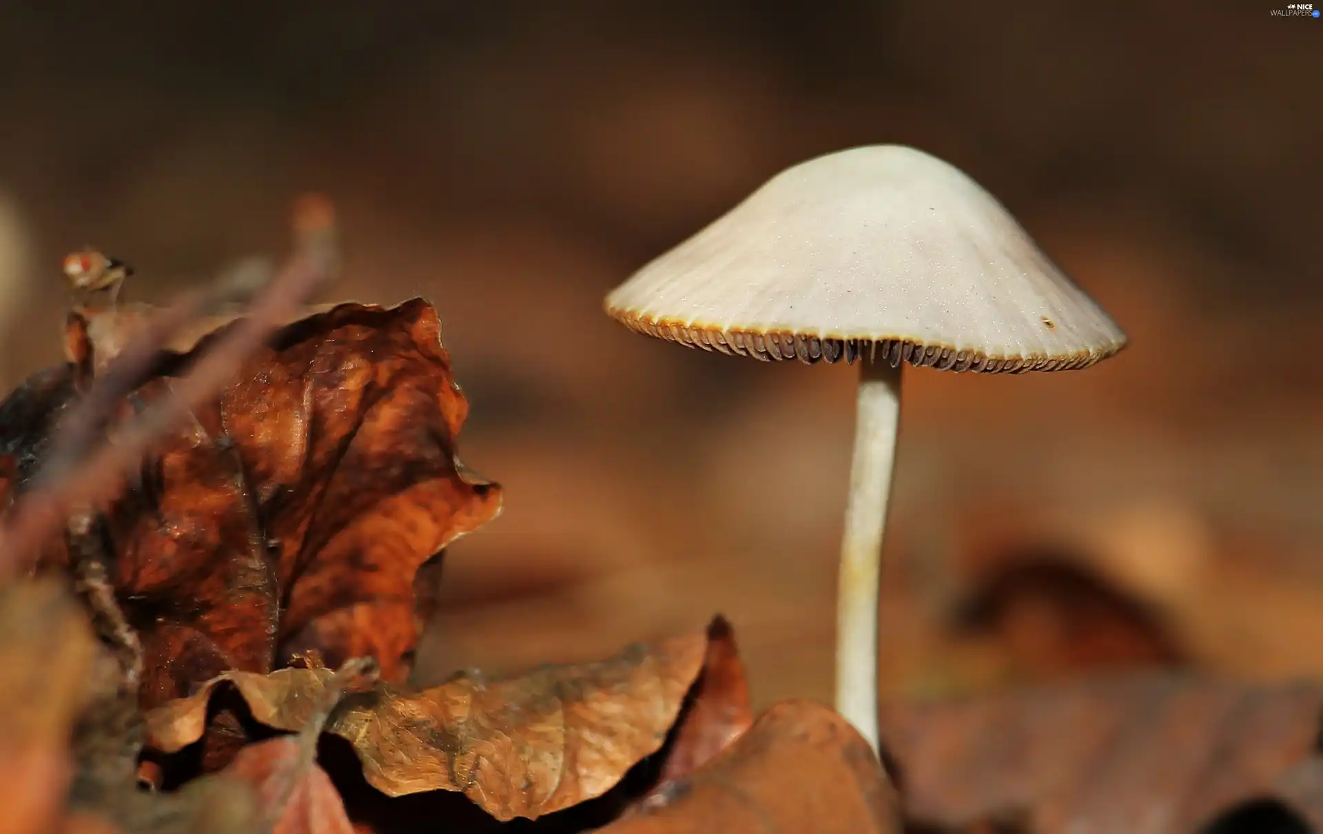 autumn, Mushrooms, Leaf