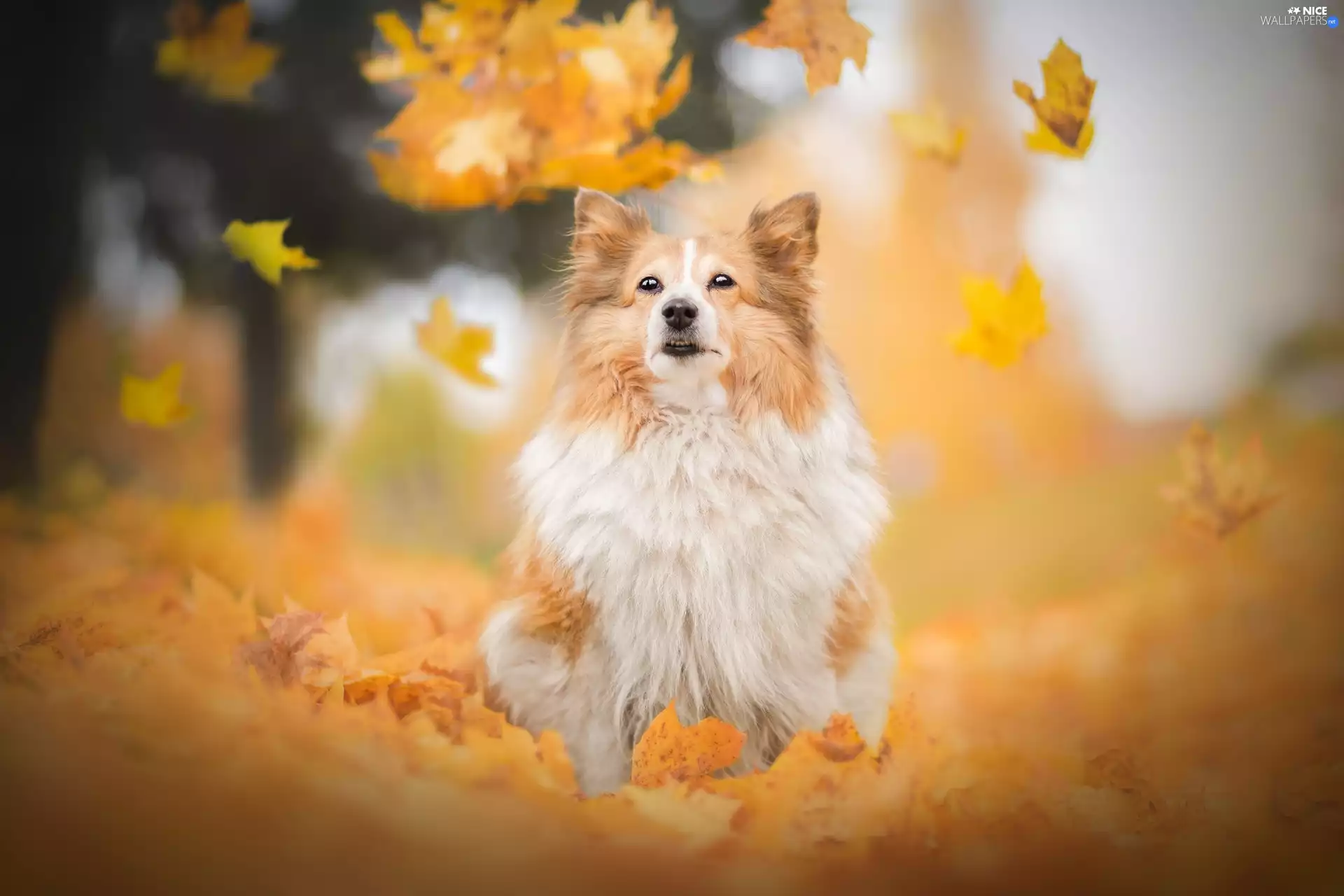 dog, Autumn, Leaf, shetland Sheepdog