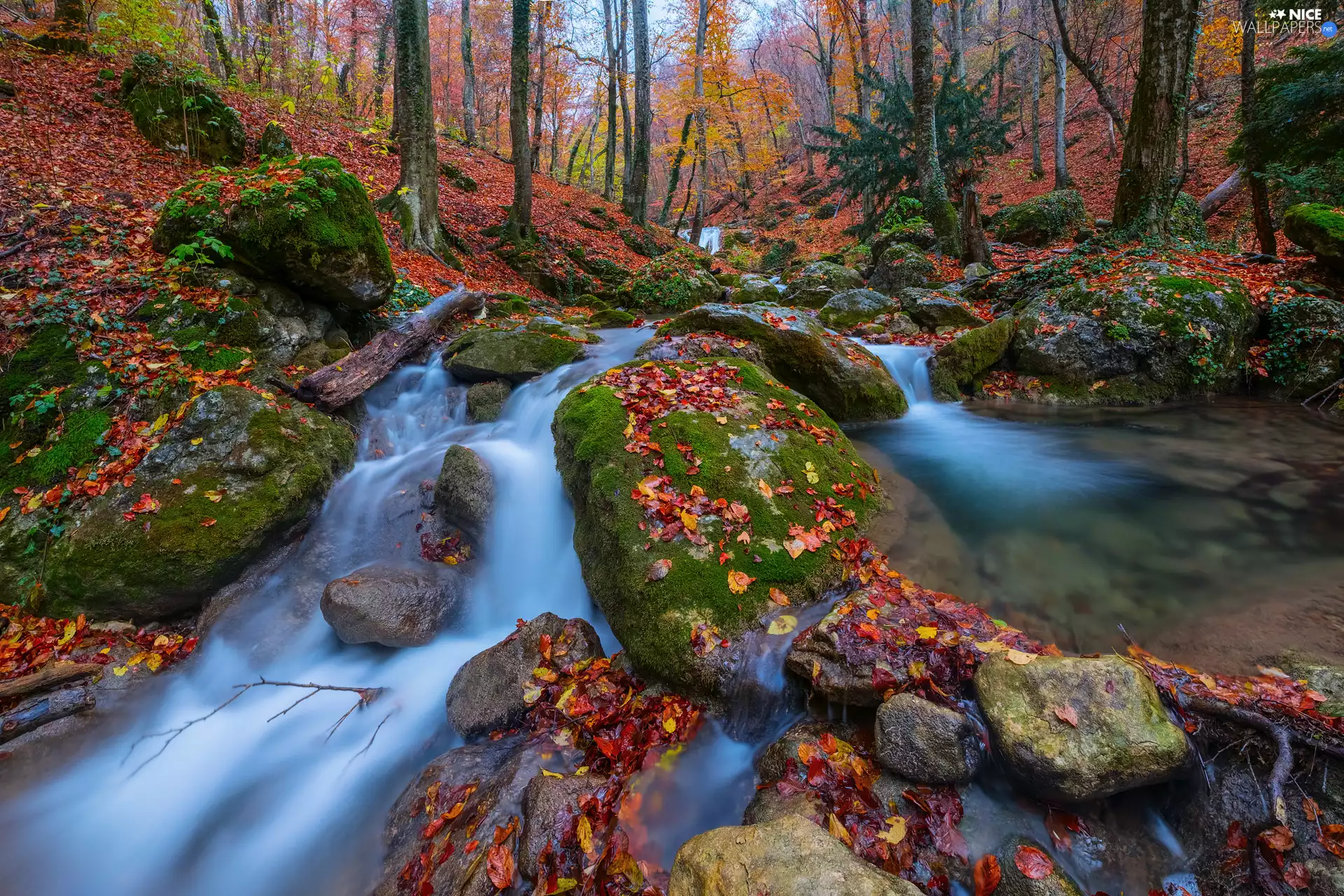mossy, Stones, Leaf, rocks, fallen, River, forest, autumn