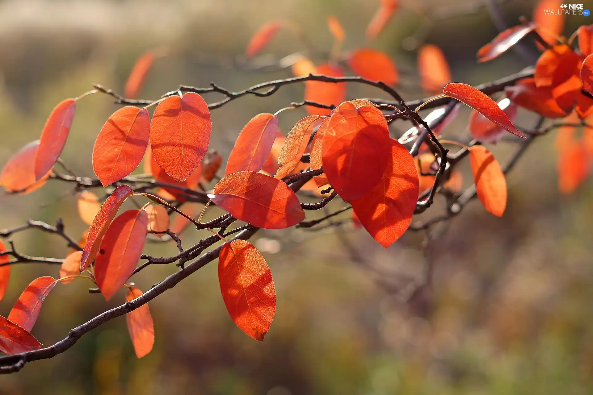 Autumn, twig, Leaf