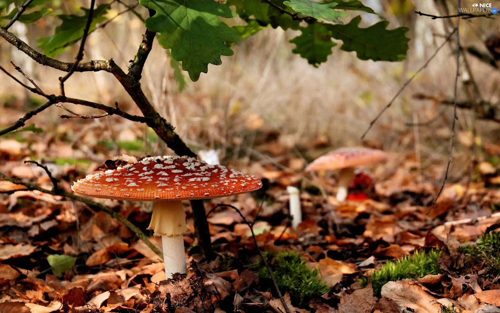 autumn, toadstool, litter