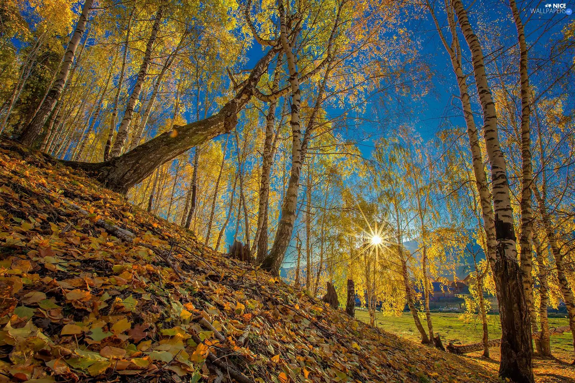 Sunrise, rays of the Sun, Trees, birch, autumn