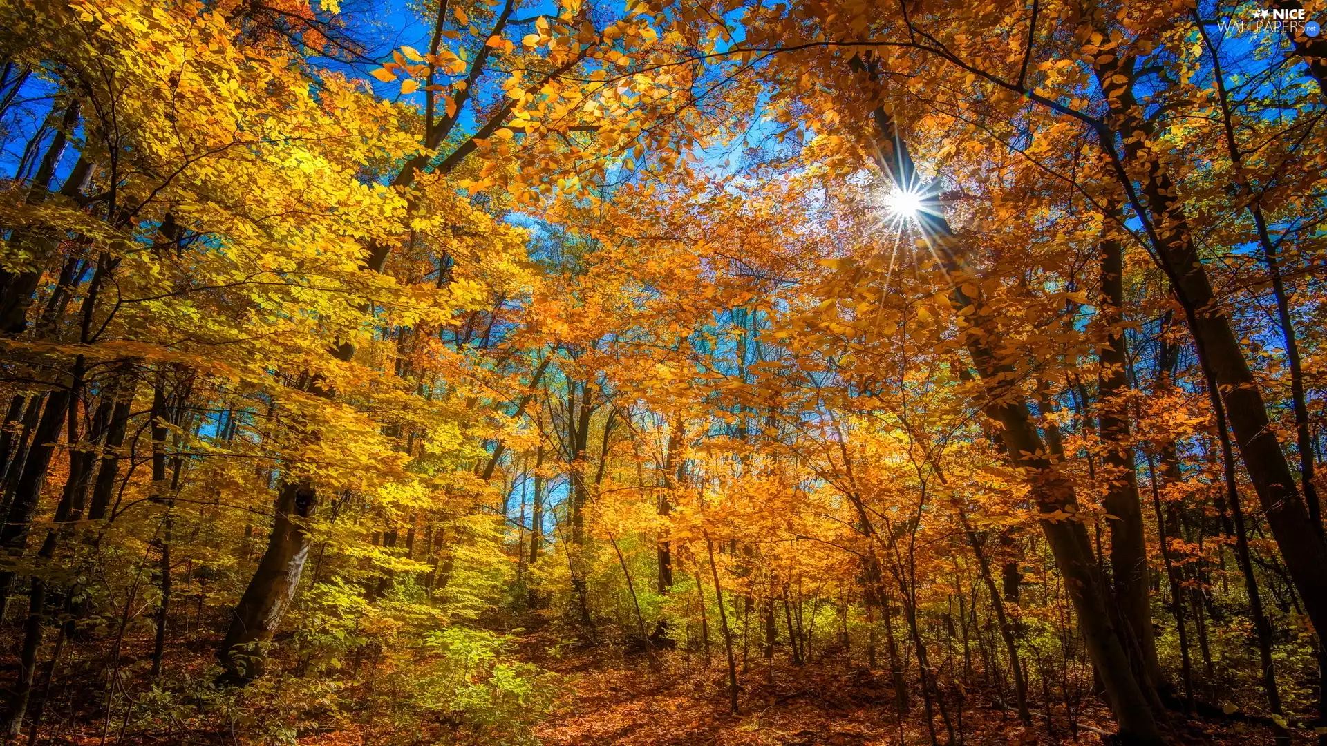 forest, rays of the Sun, trees, viewes, autumn