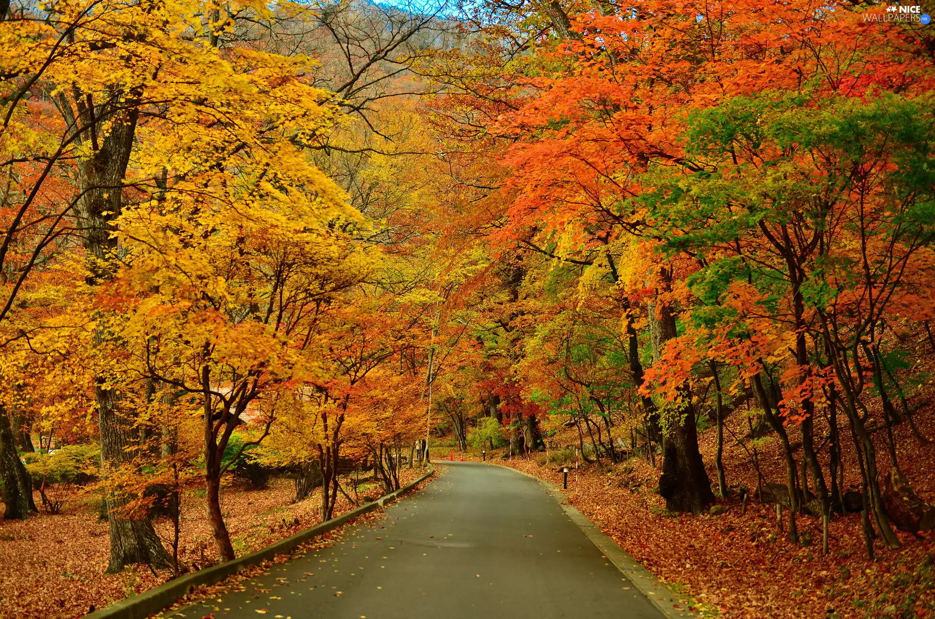 Way, viewes, Park, autumn, trees, lane, Leaf