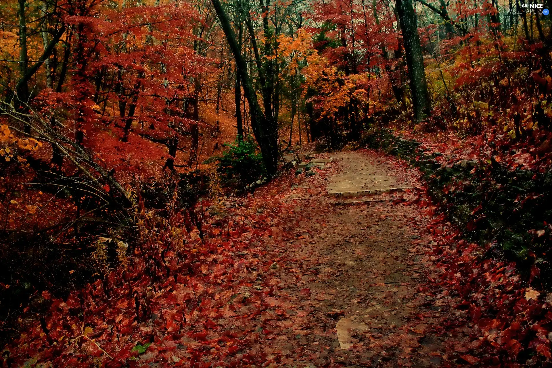 Park, viewes, autumn, trees