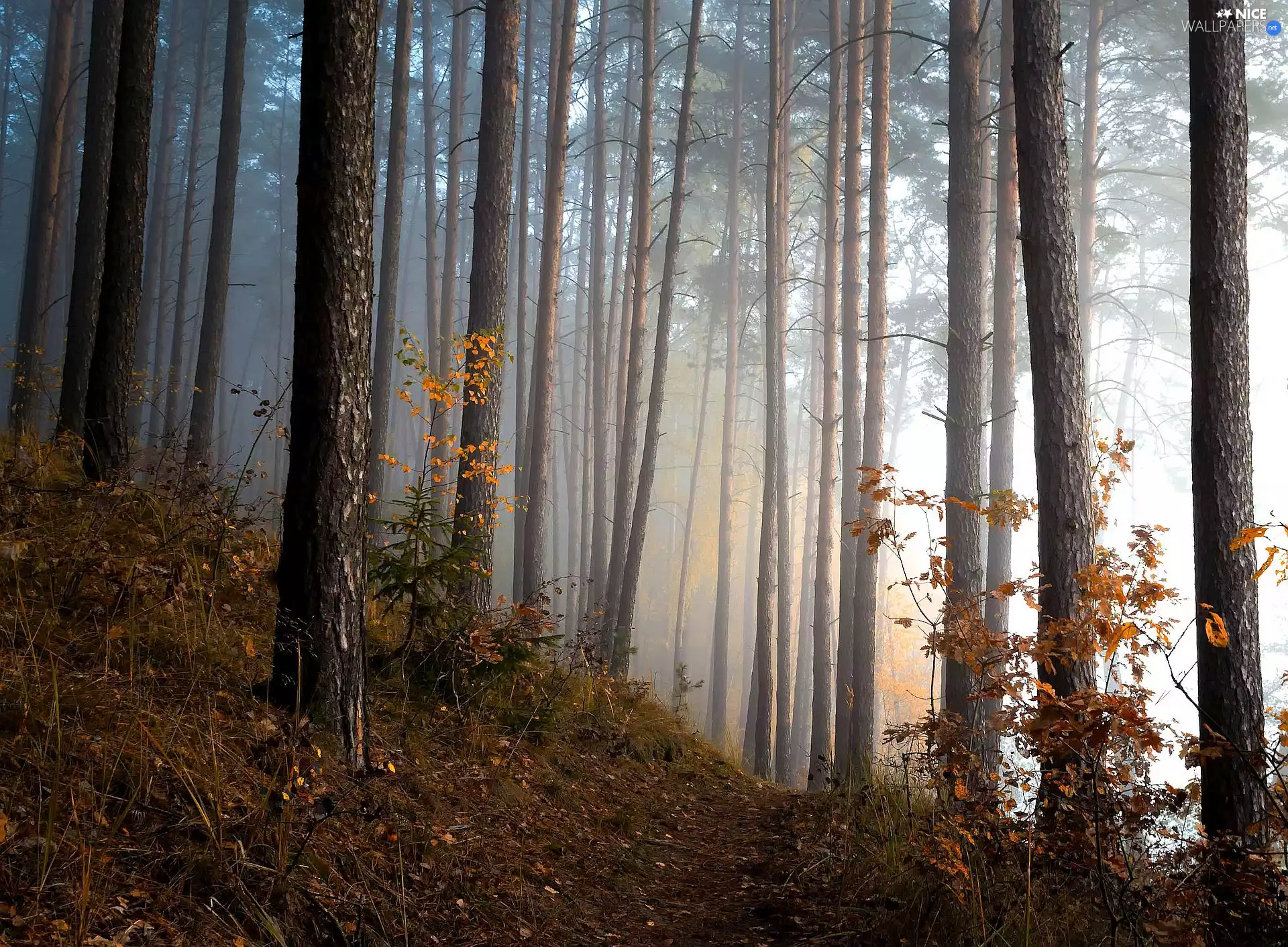Fog, autumn, Path, morning, forest