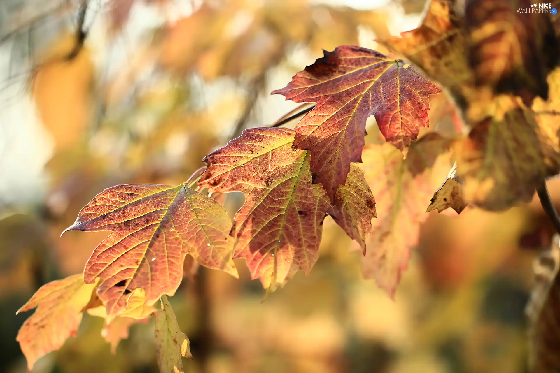 Red, Leaf, twig, Autumn