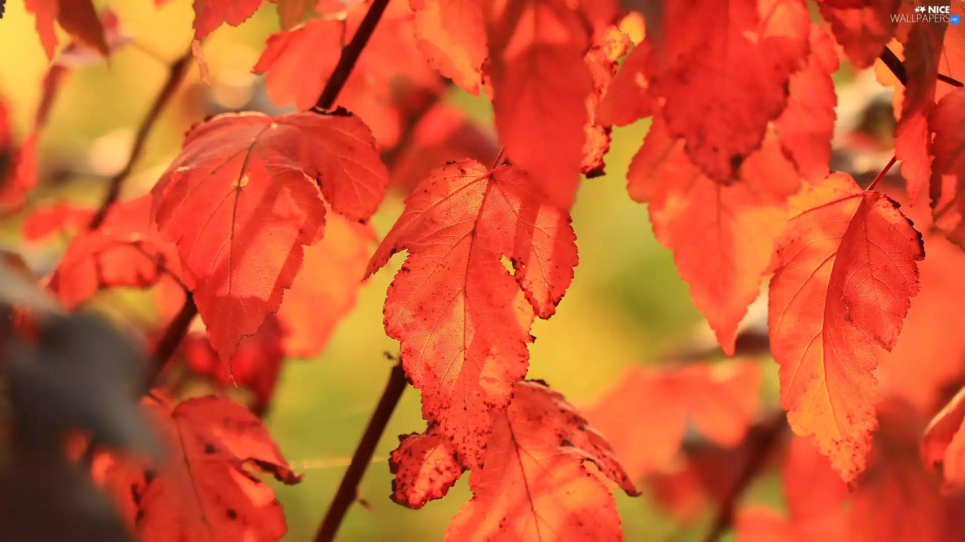 Red, Leaf, Twigs, Autumn