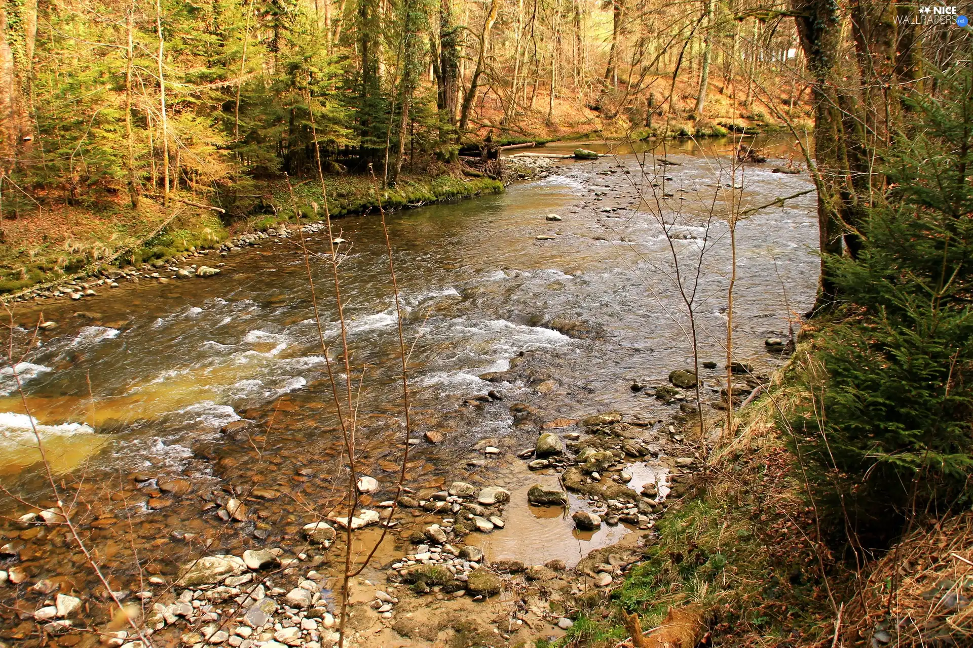 River, Stones, autumn, forest