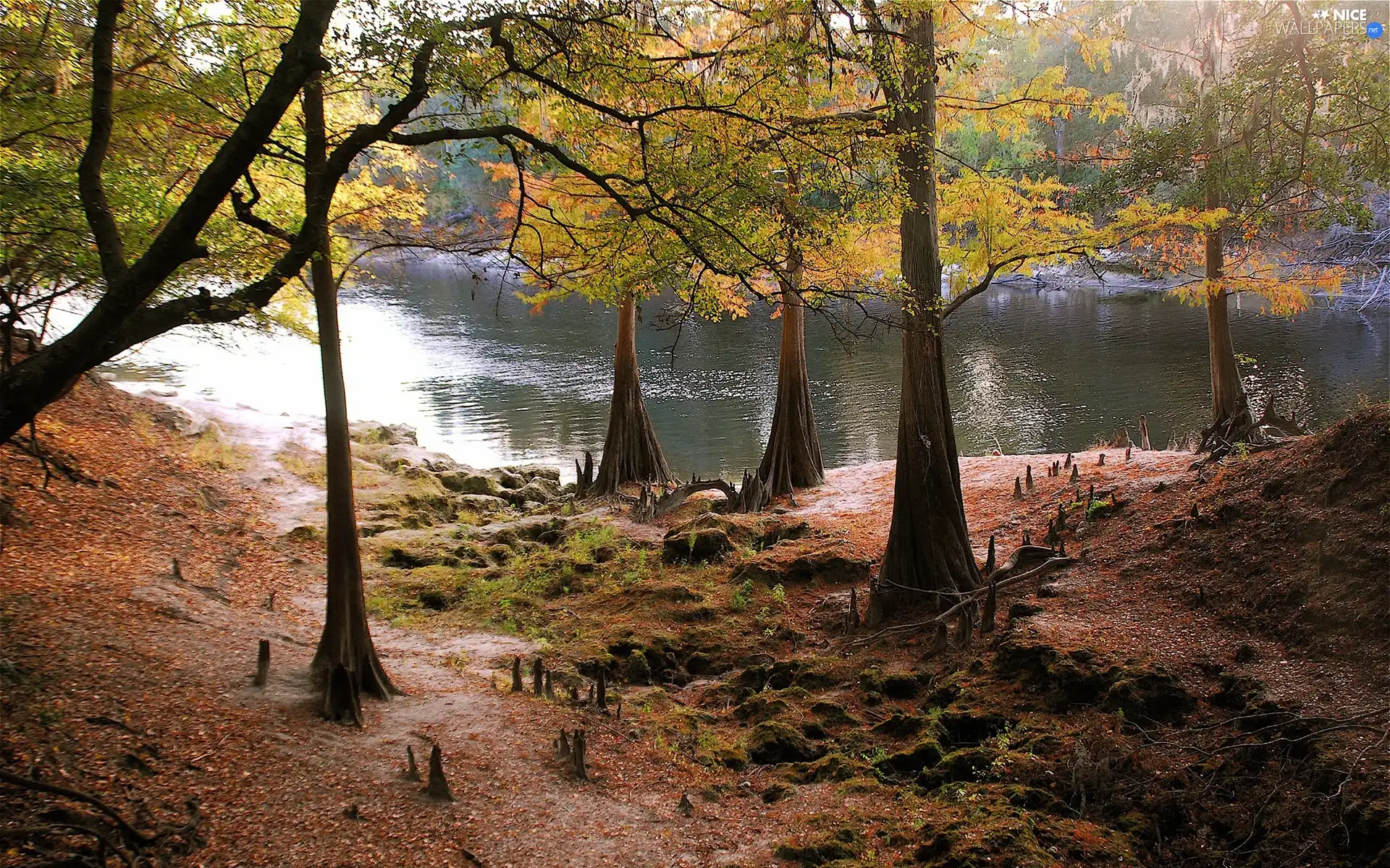 River, viewes, autumn, trees