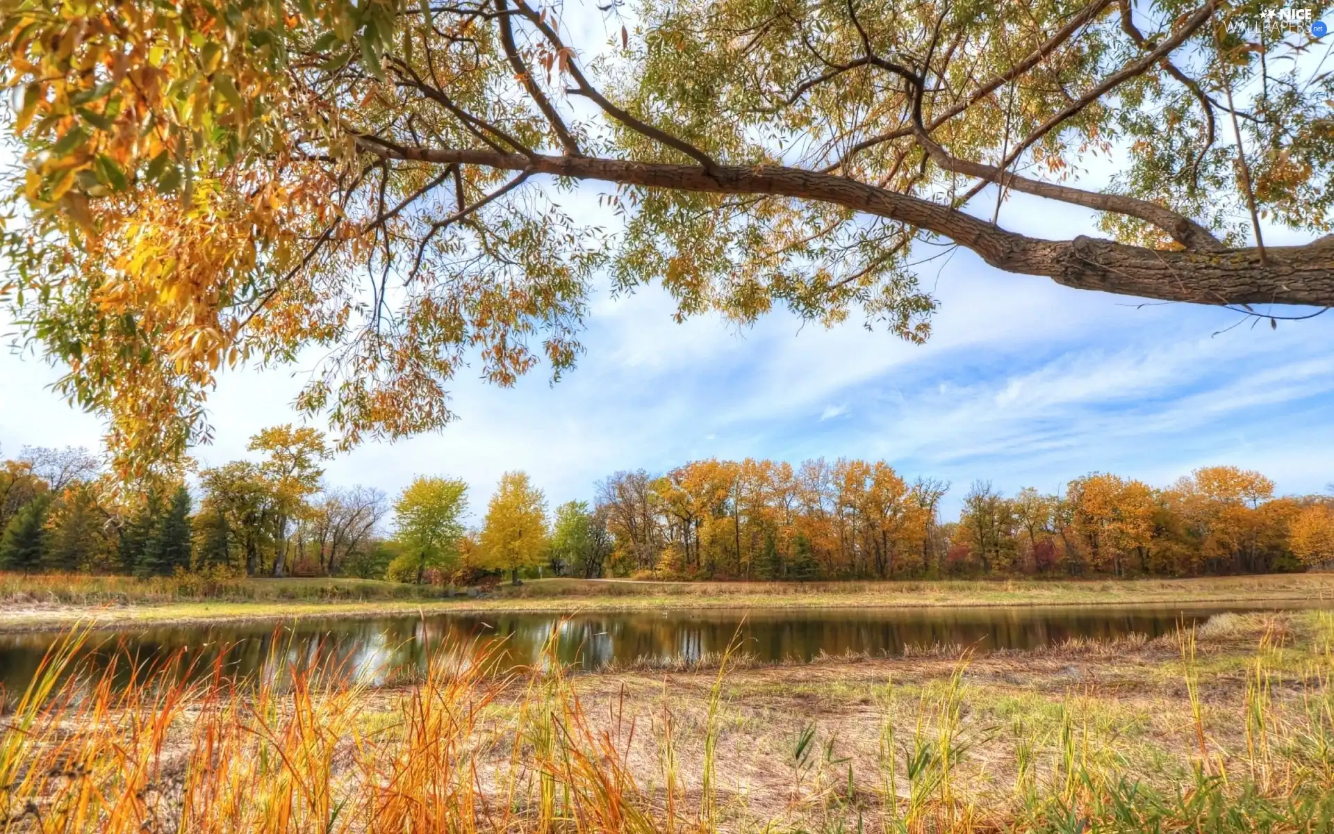 River, viewes, autumn, trees